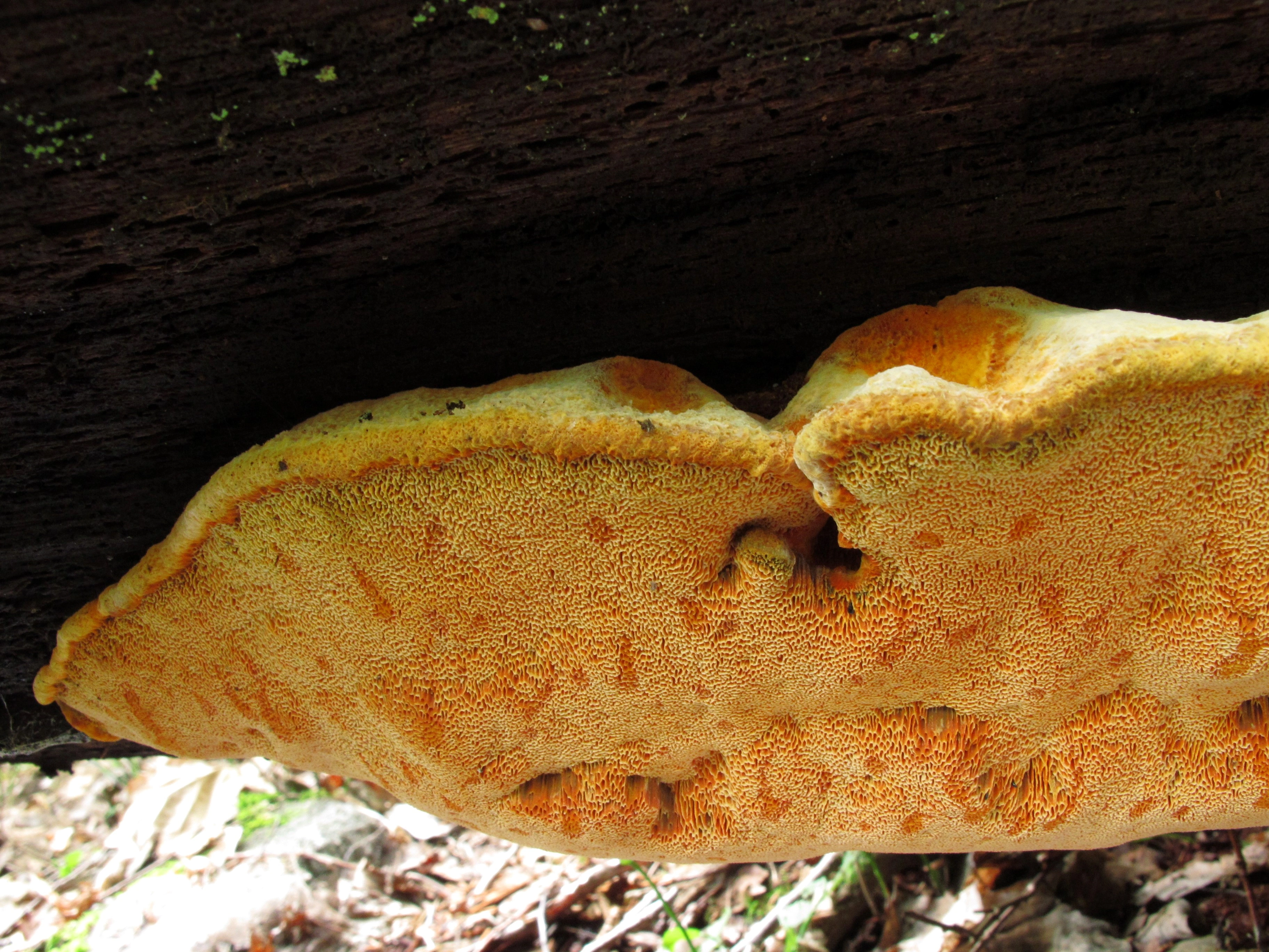 : Aurantiporus croceus.