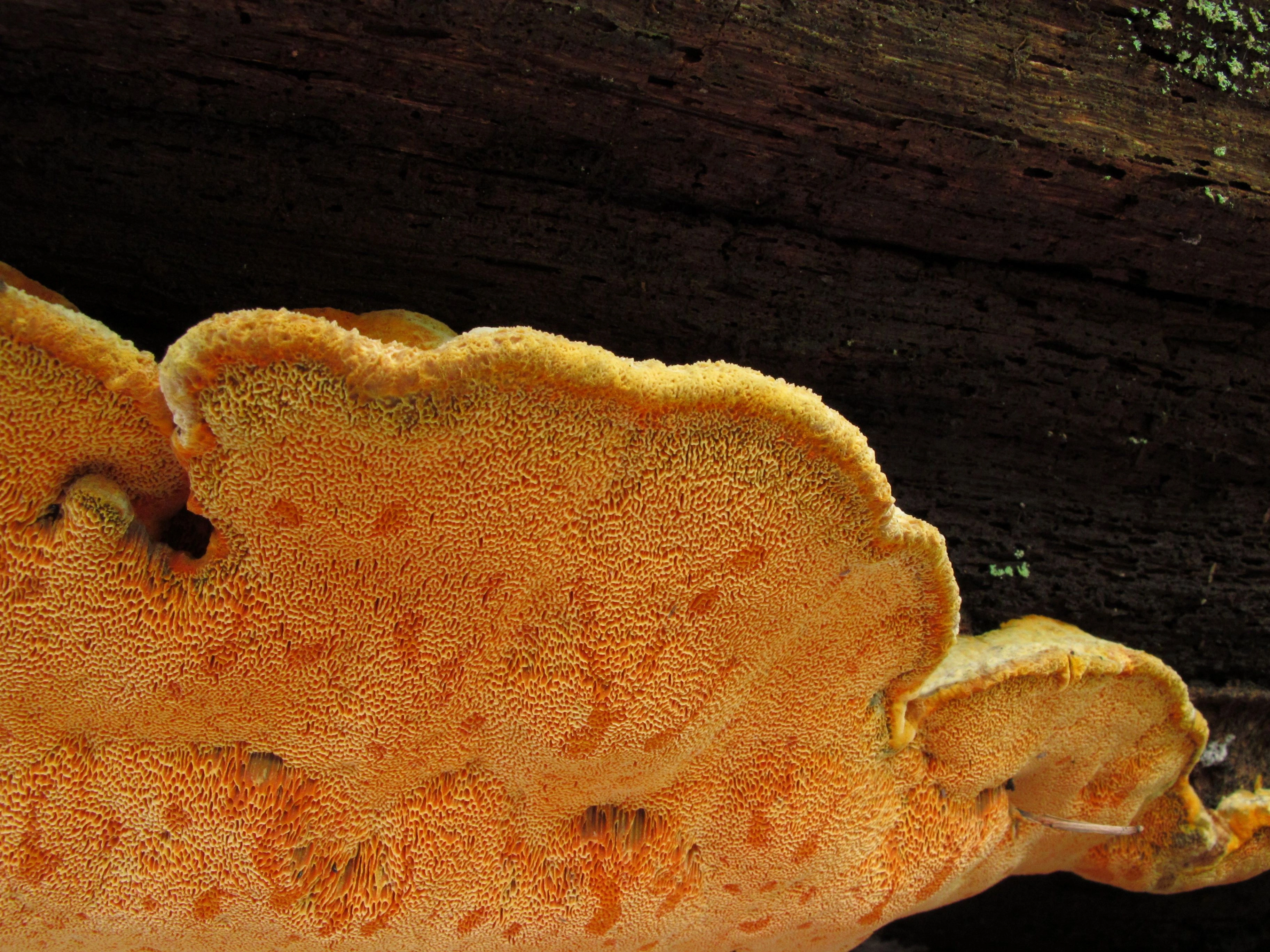 : Aurantiporus croceus.