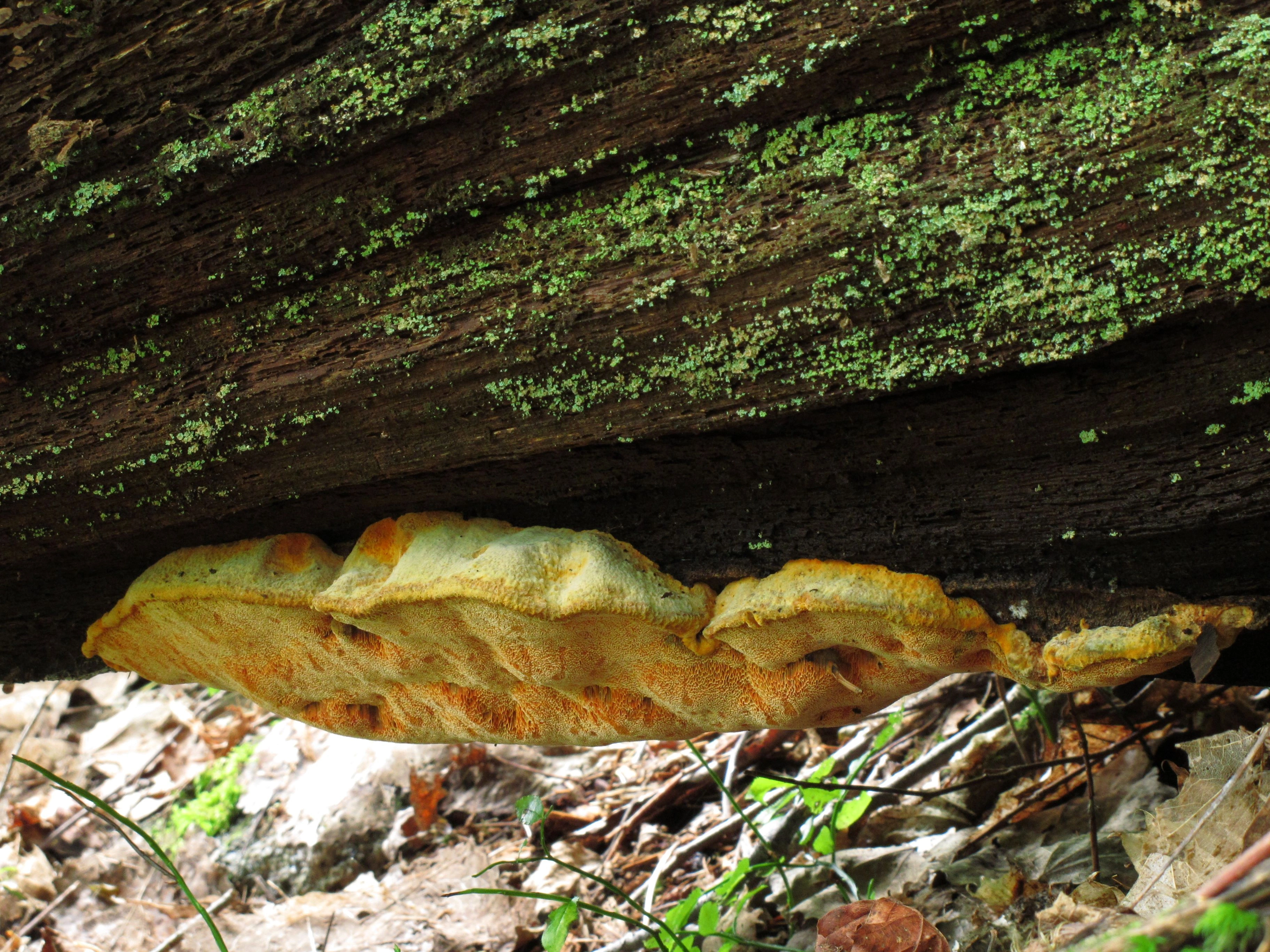 : Aurantiporus croceus.