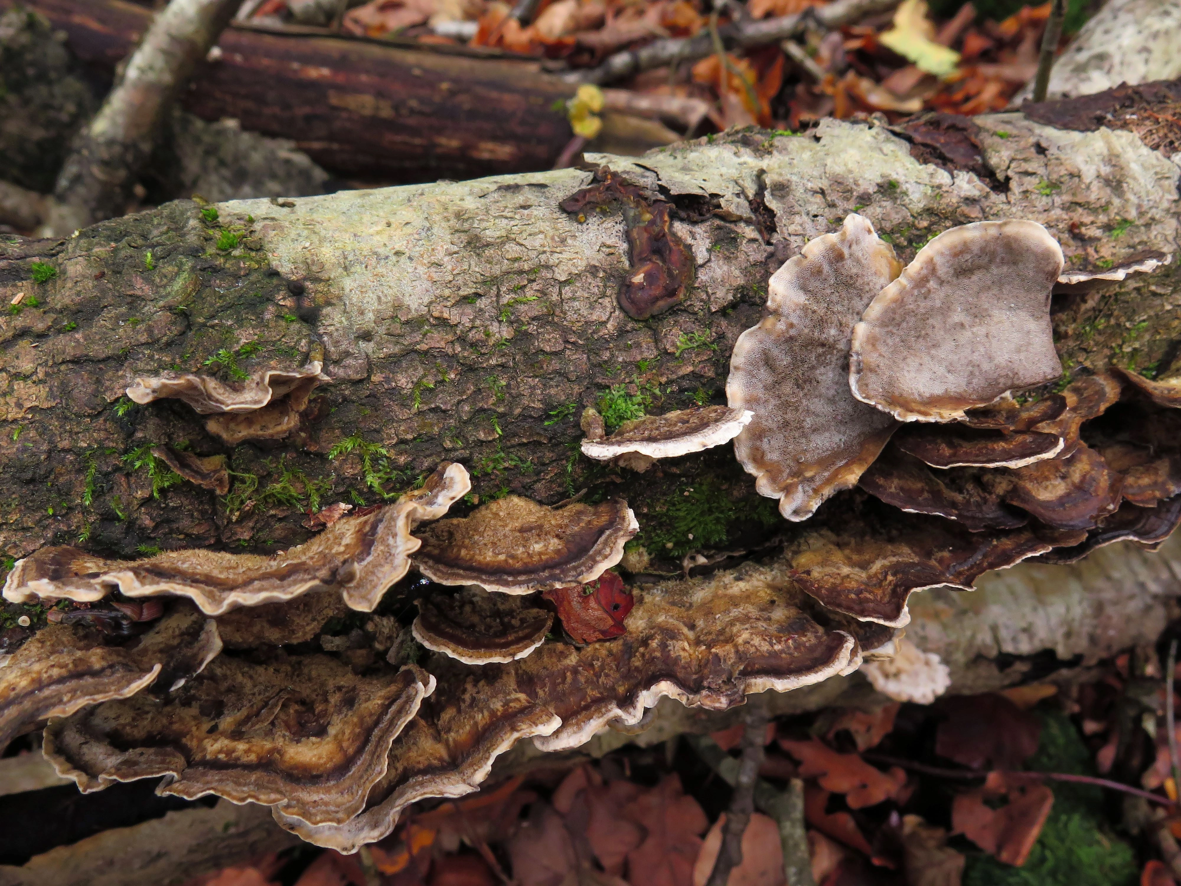 : Bjerkandera adusta.