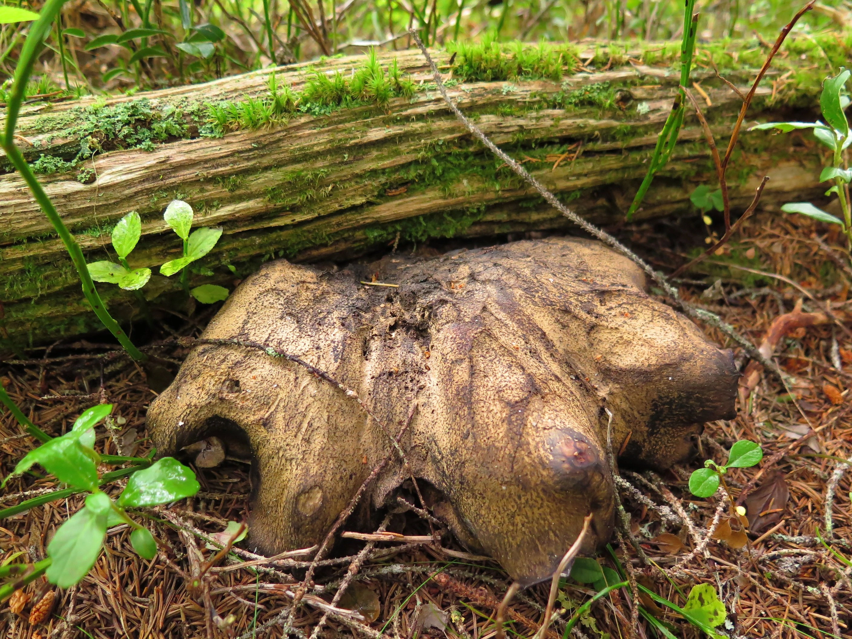 : Boletopsis leucomelaena.