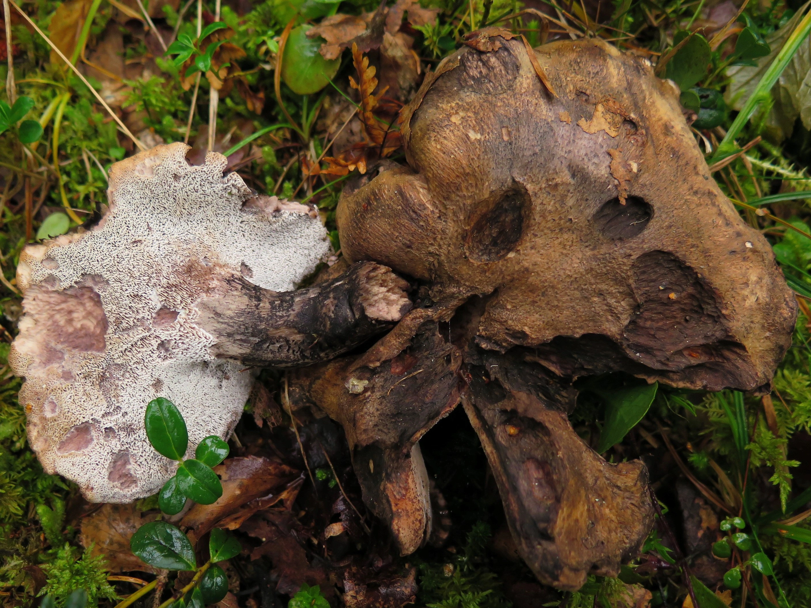 : Boletopsis leucomelaena.