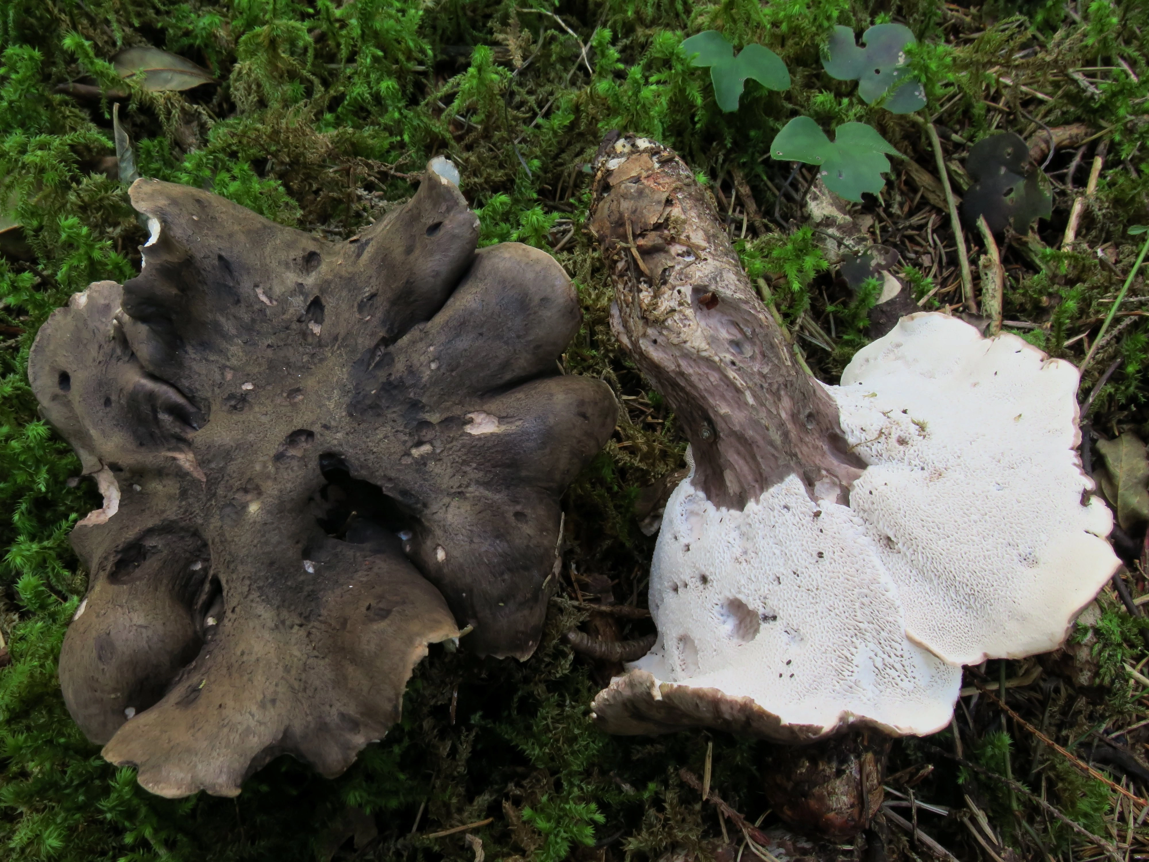 : Boletopsis leucomelaena.