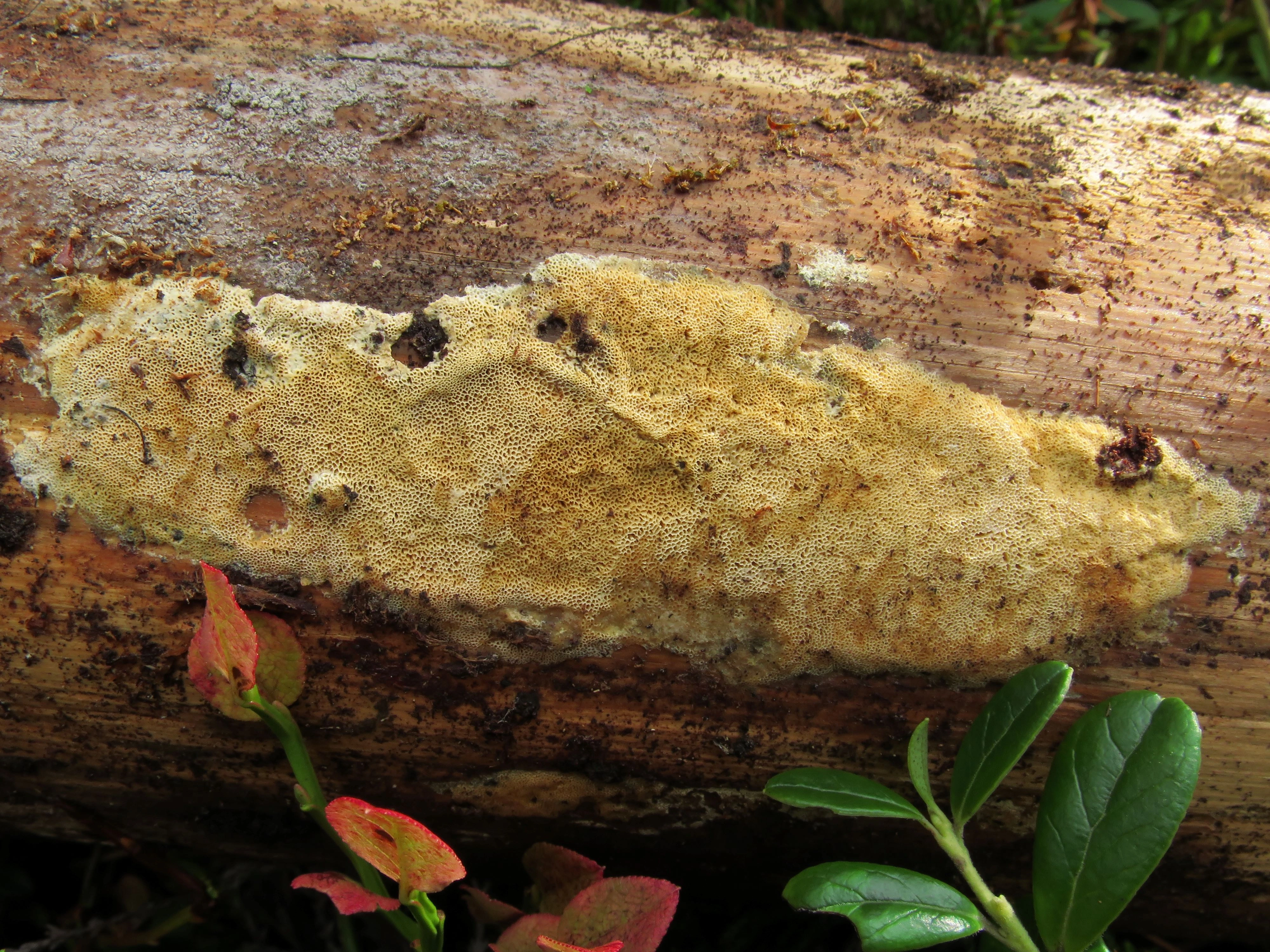 : Butyrea luteoalba.