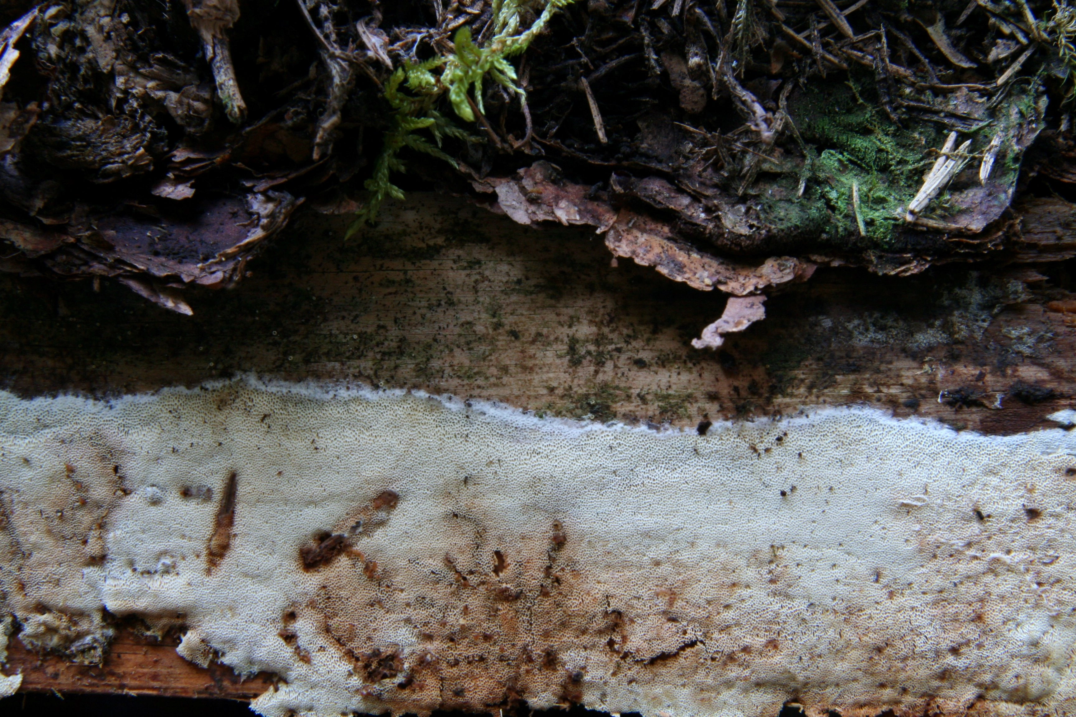 : Butyrea luteoalba.