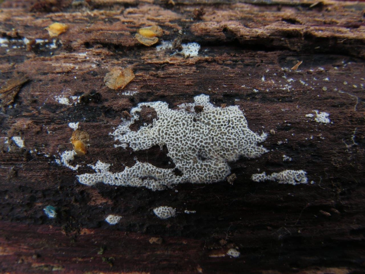 : Ceriporia reticulata.