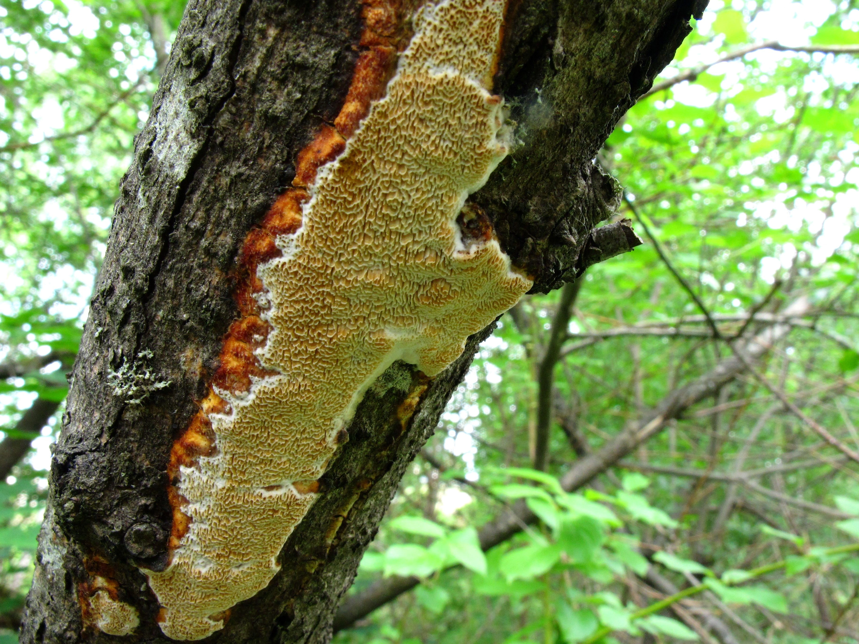 : Ceriporiopsis consobrina.