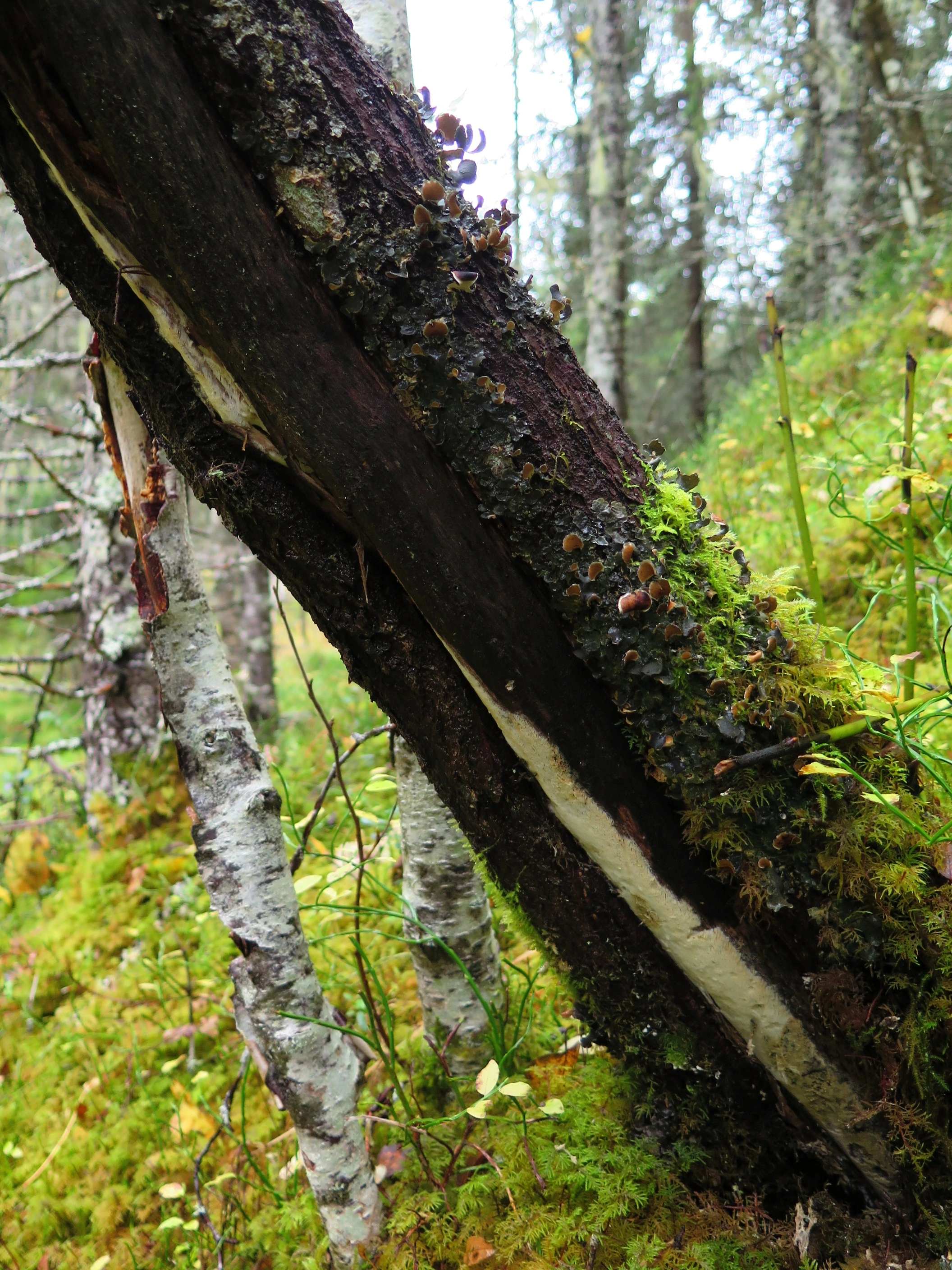 : Ceriporiopsis guidella.