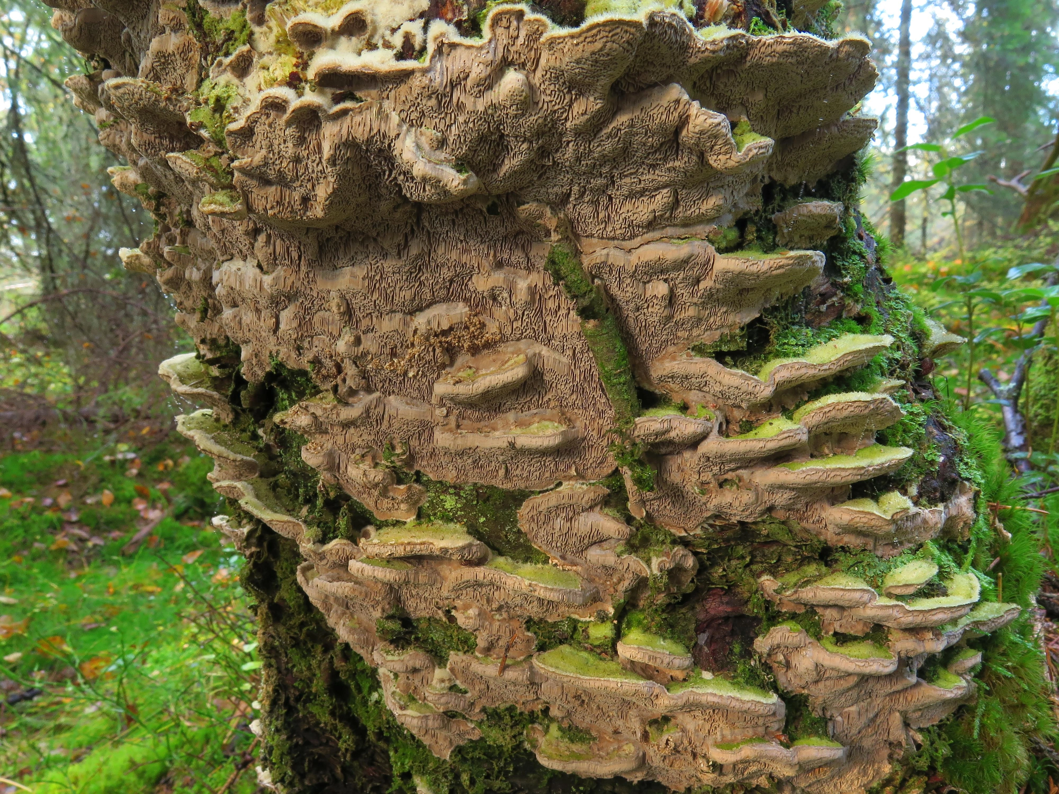 : Cerrena unicolor.