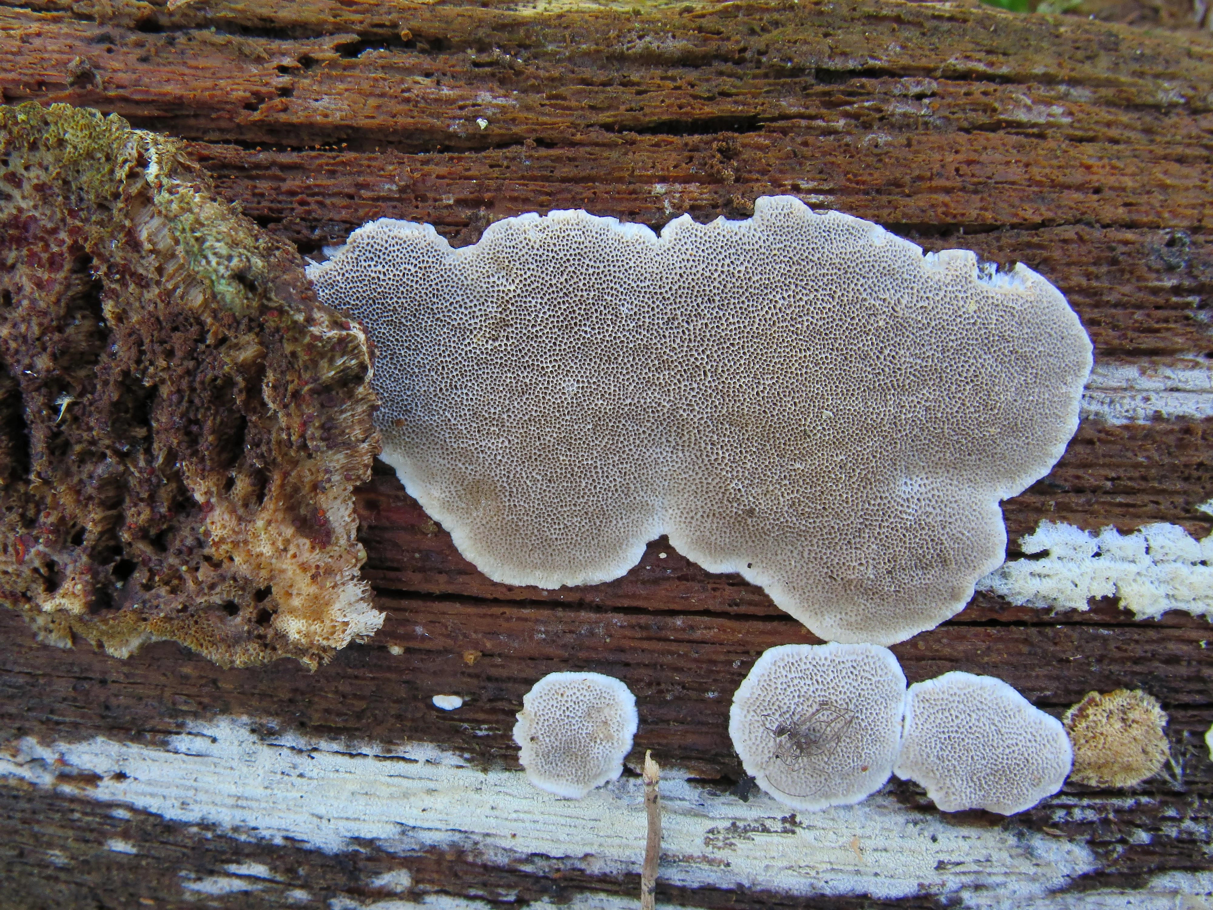 : Cinereomyces lindbladii.