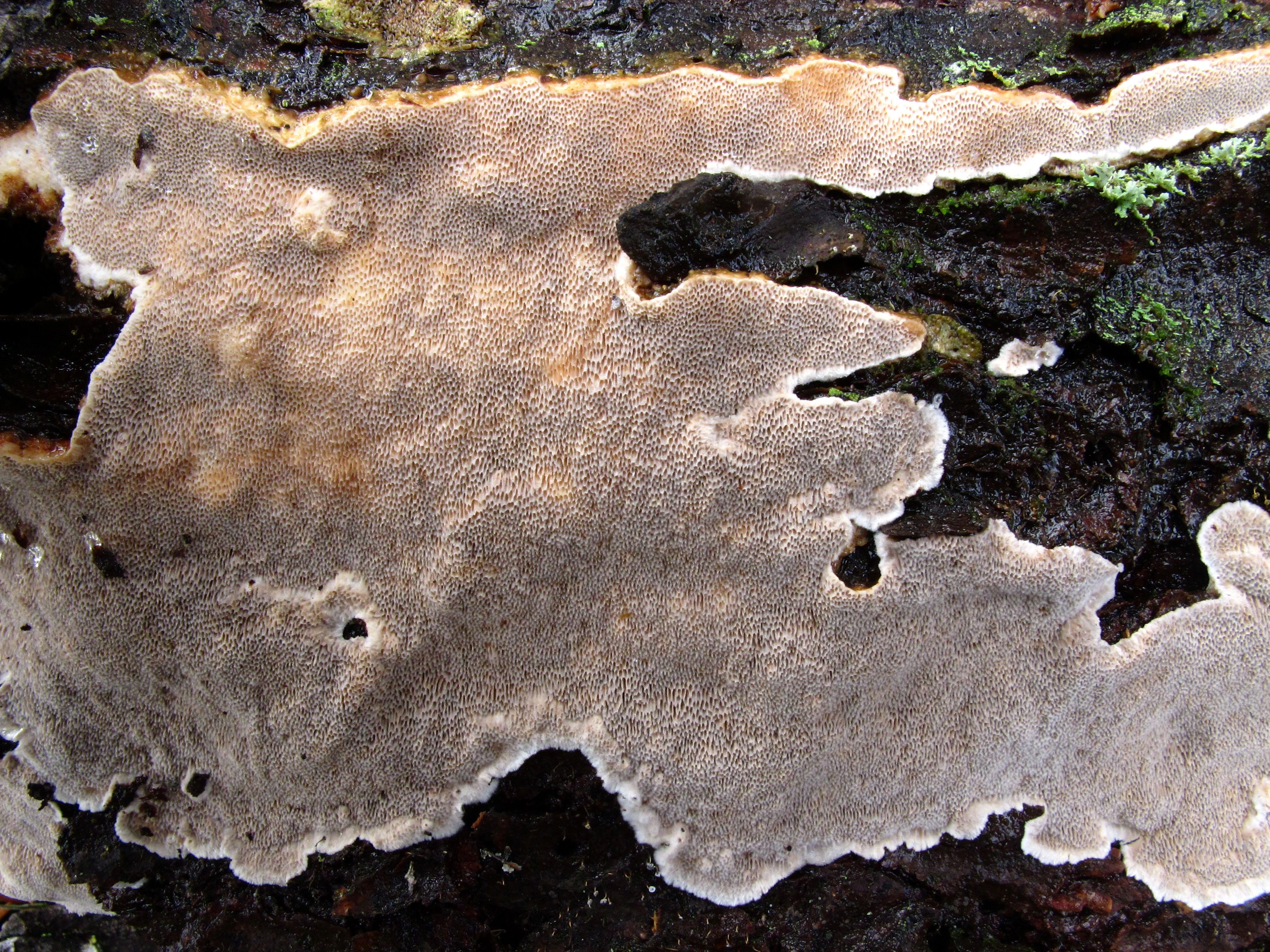 : Cinereomyces lindbladii.