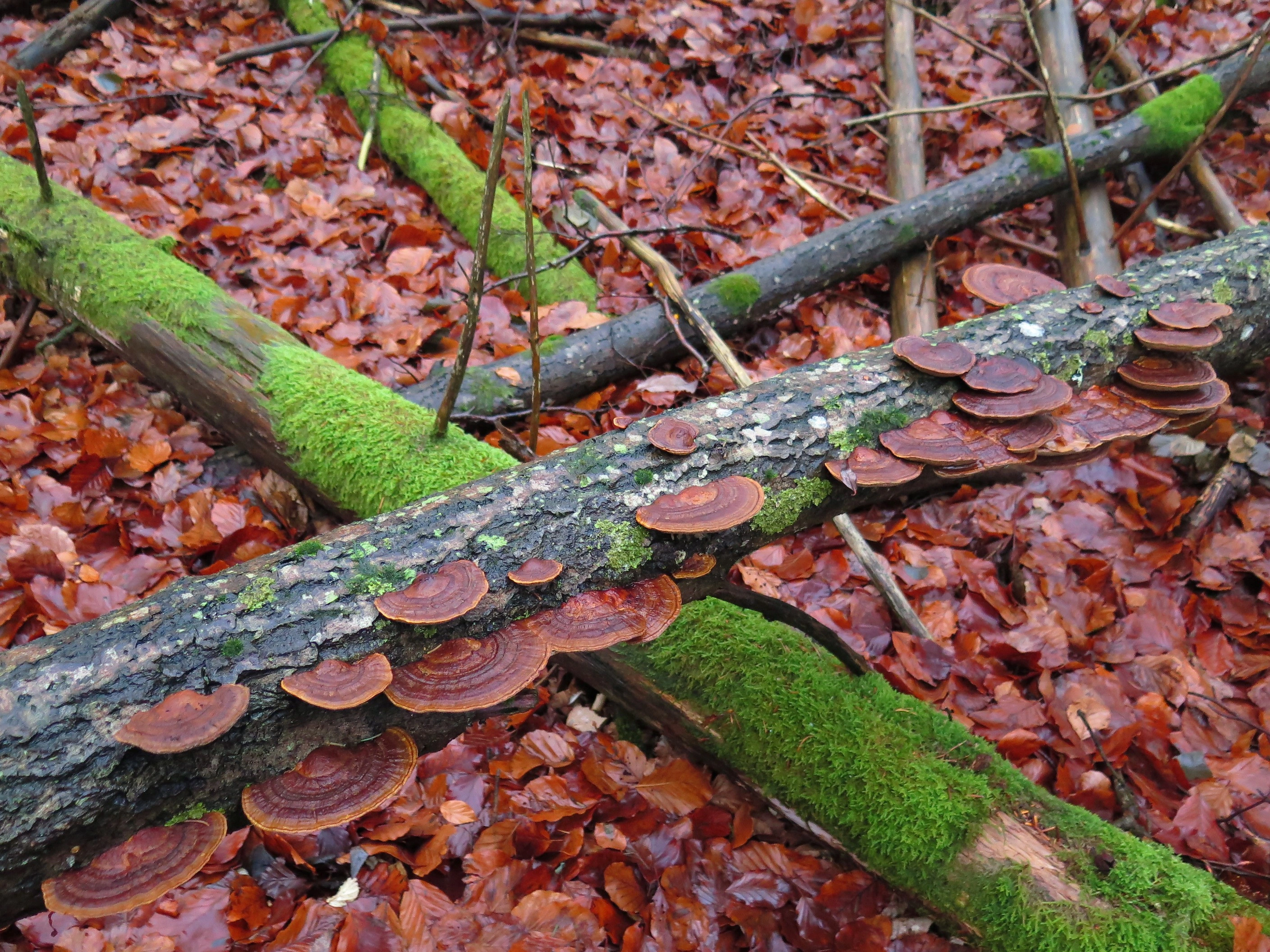 : Daedaleopsis confragosa.