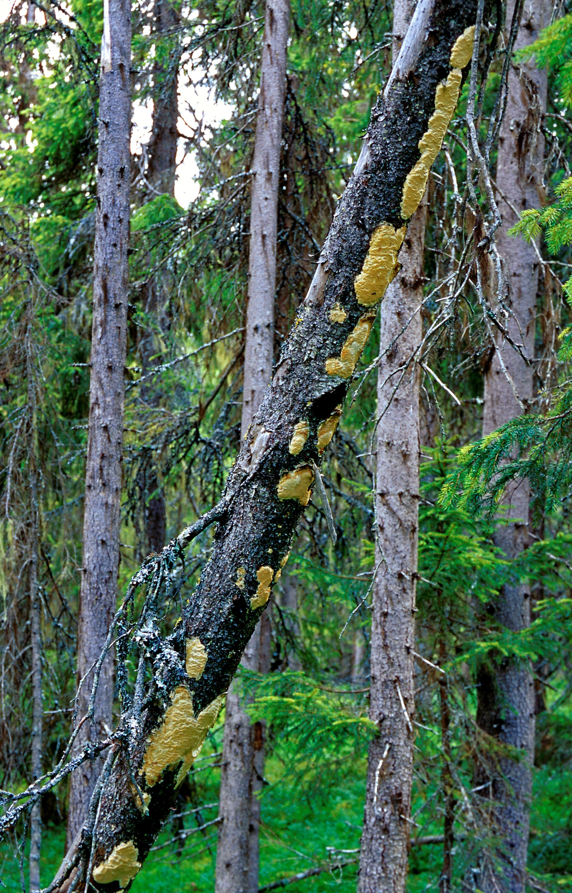 : Diplomitoporus crustulinus.