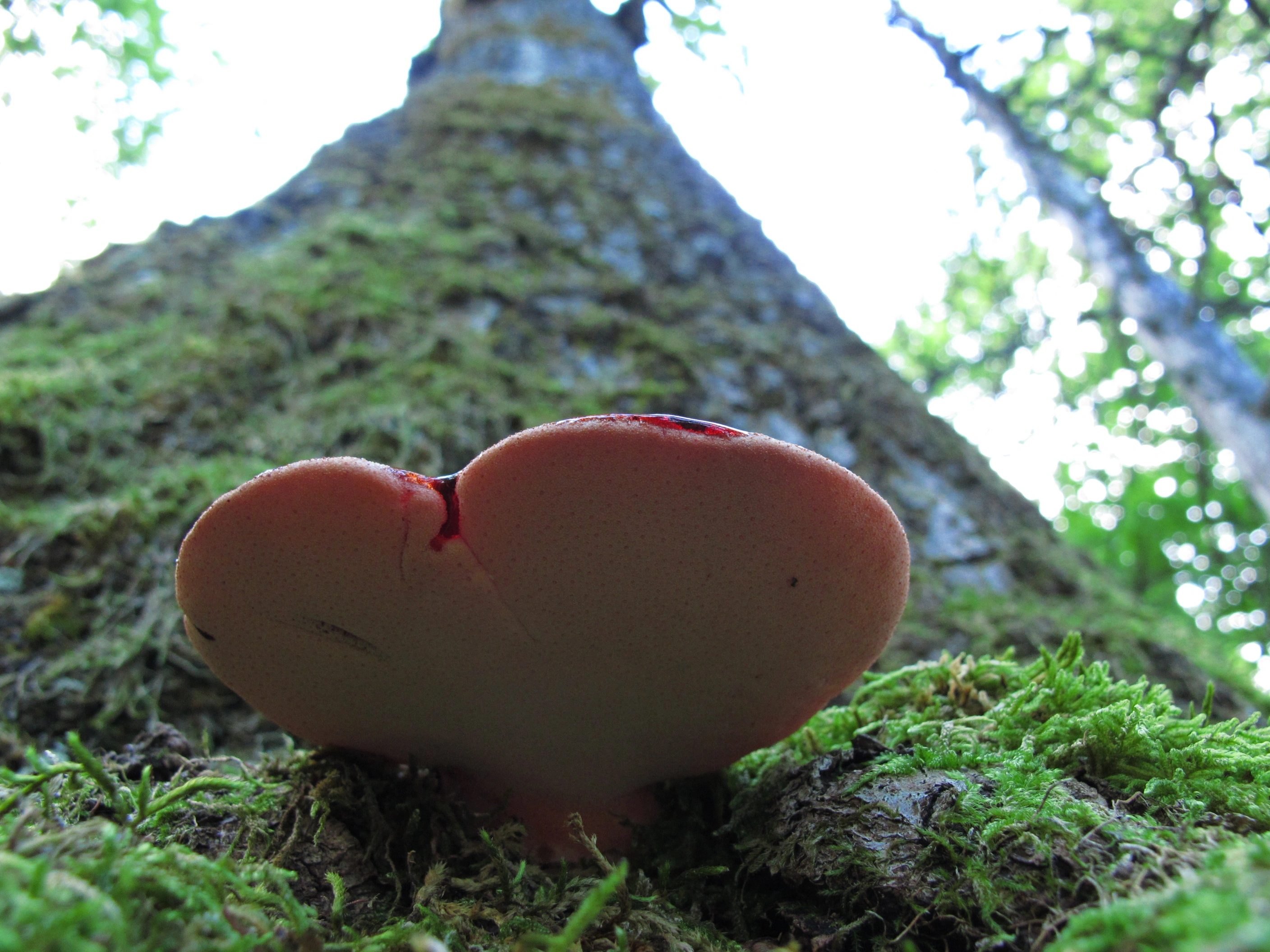 : Fistulina hepatica.