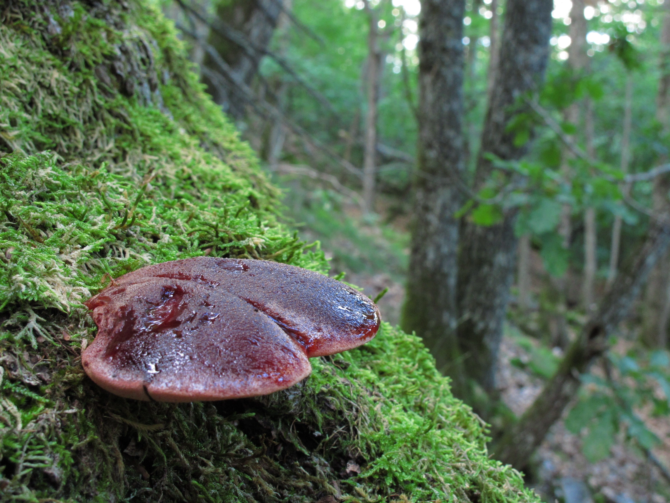 : Fistulina hepatica.