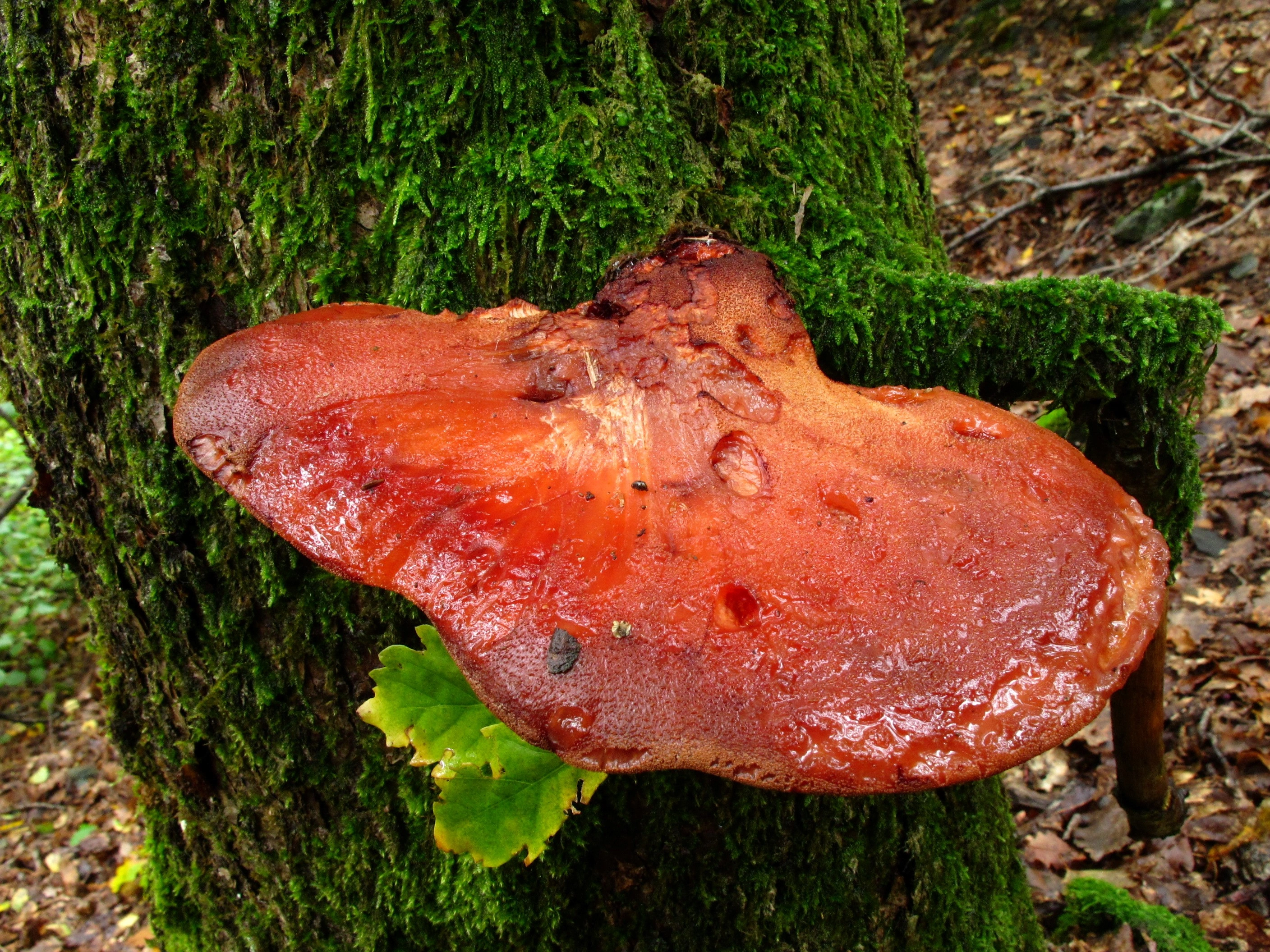 : Fistulina hepatica.