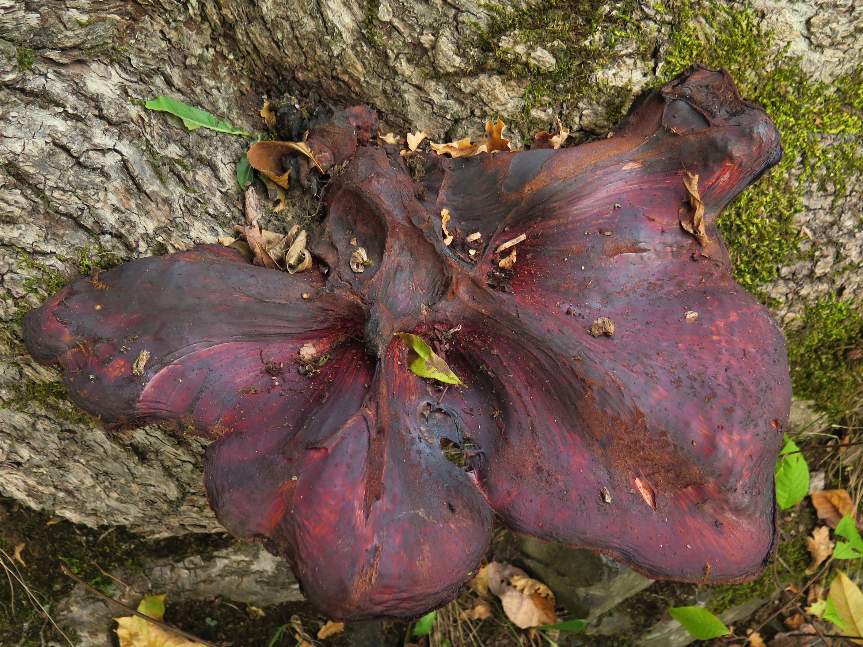 : Fistulina hepatica.