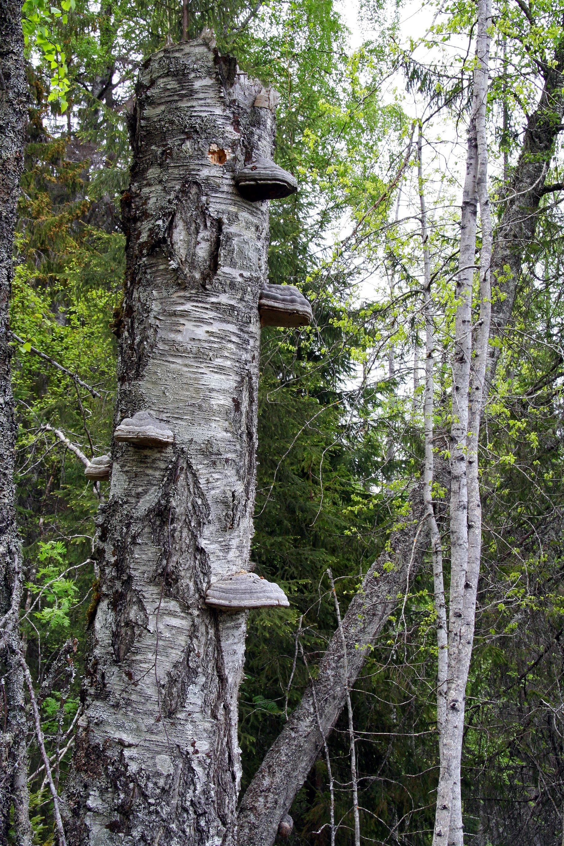 : Fomes fomentarius.