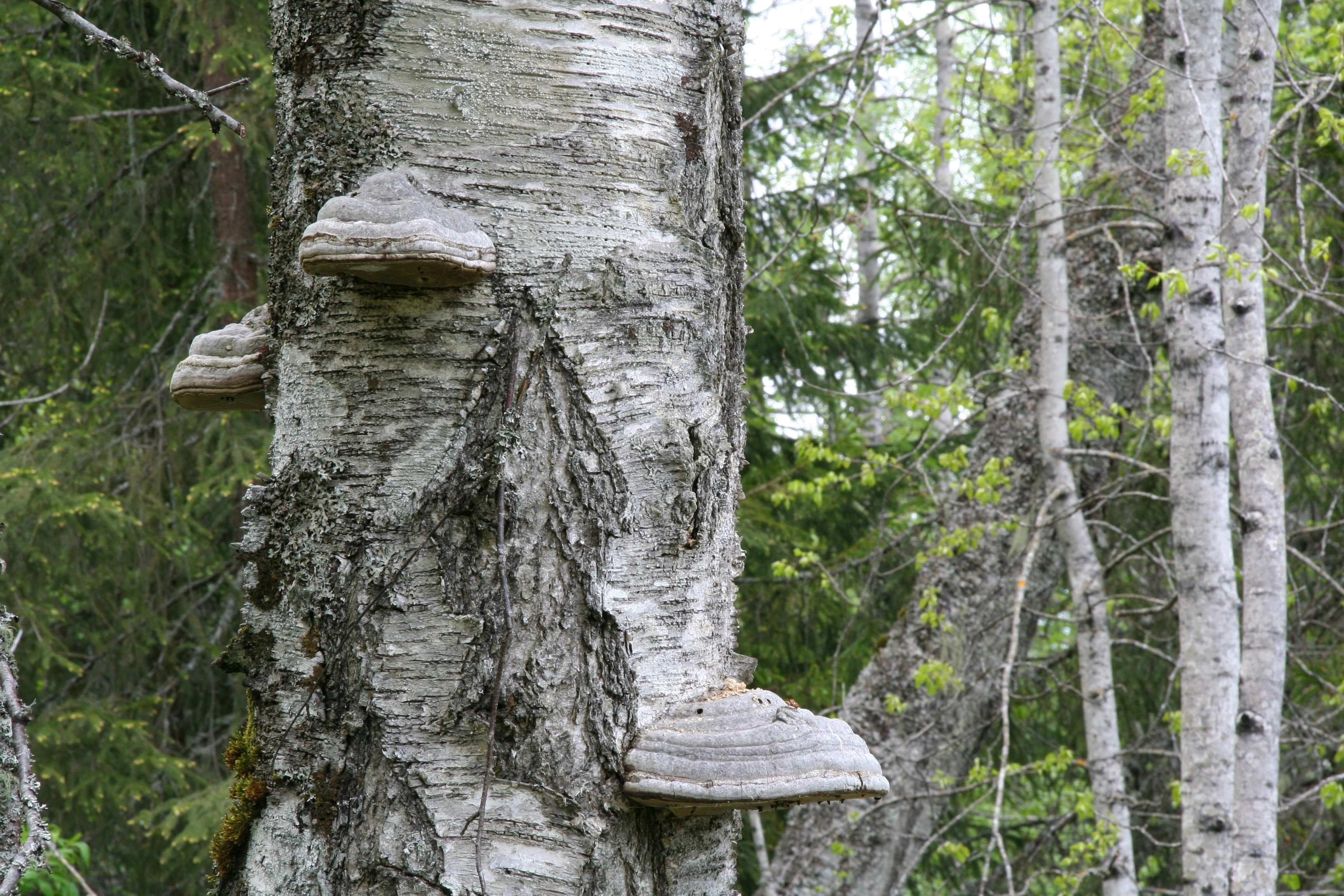 : Fomes fomentarius.