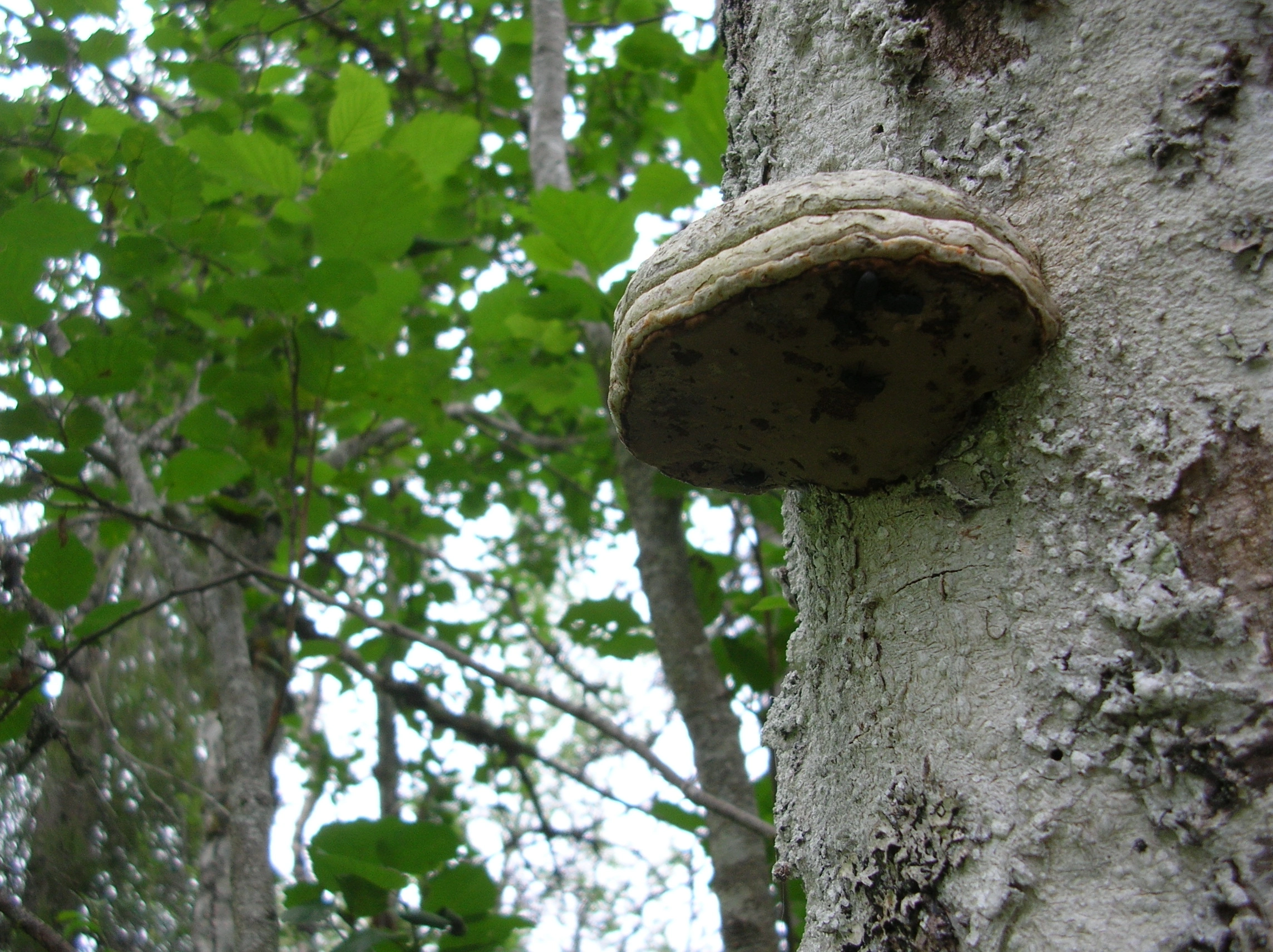 : Fomes fomentarius.