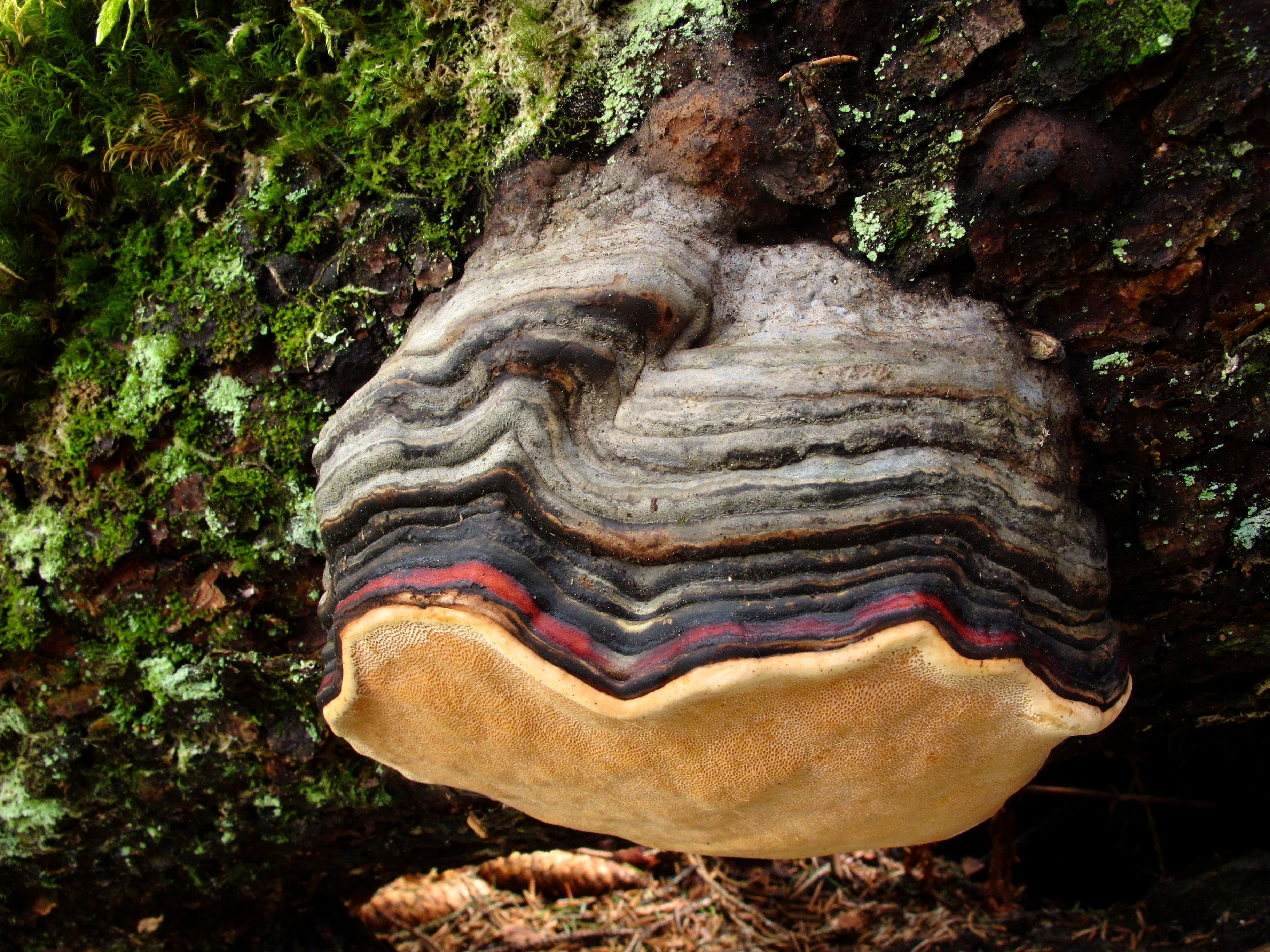 : Fomitopsis pinicola.