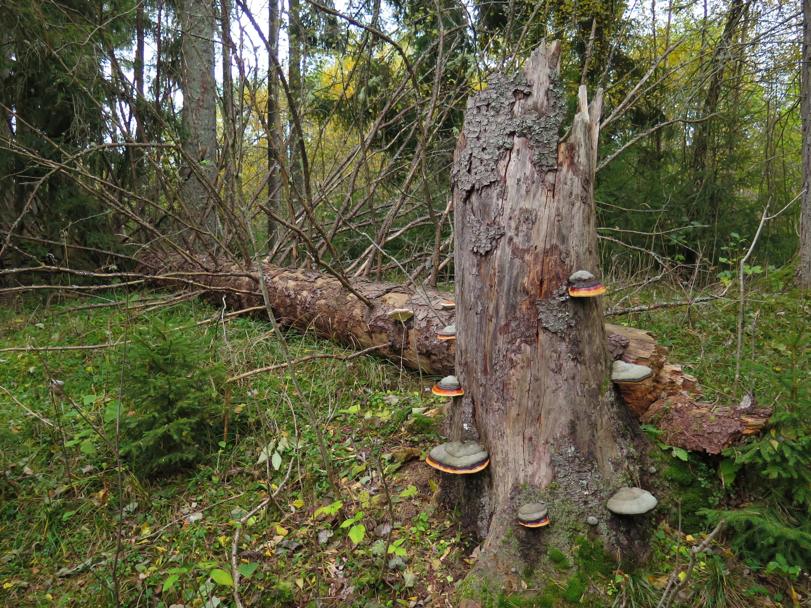 : Fomitopsis pinicola.