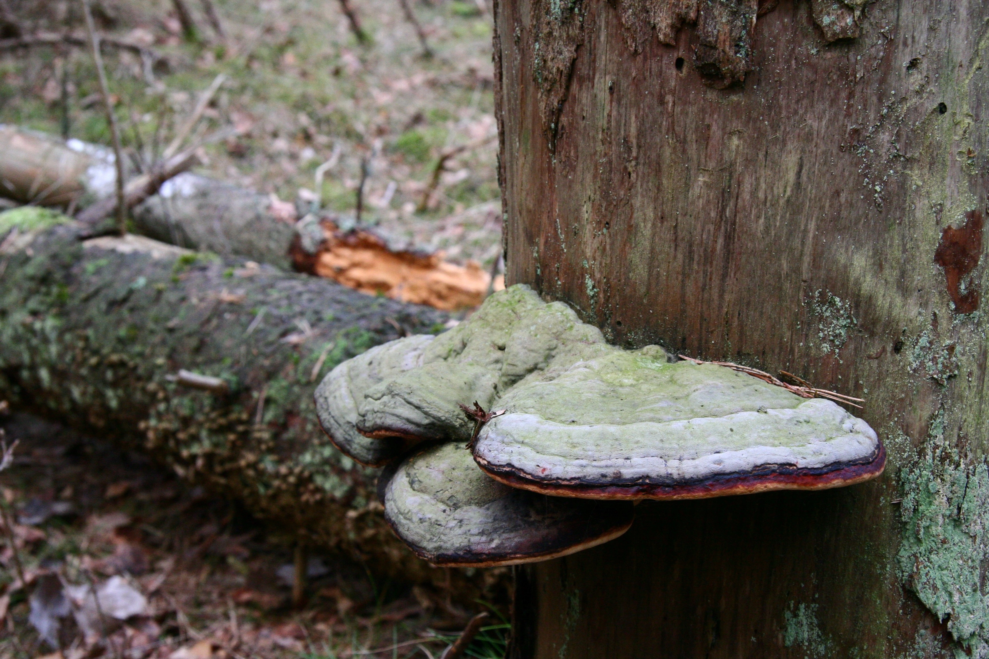 : Fomitopsis pinicola.