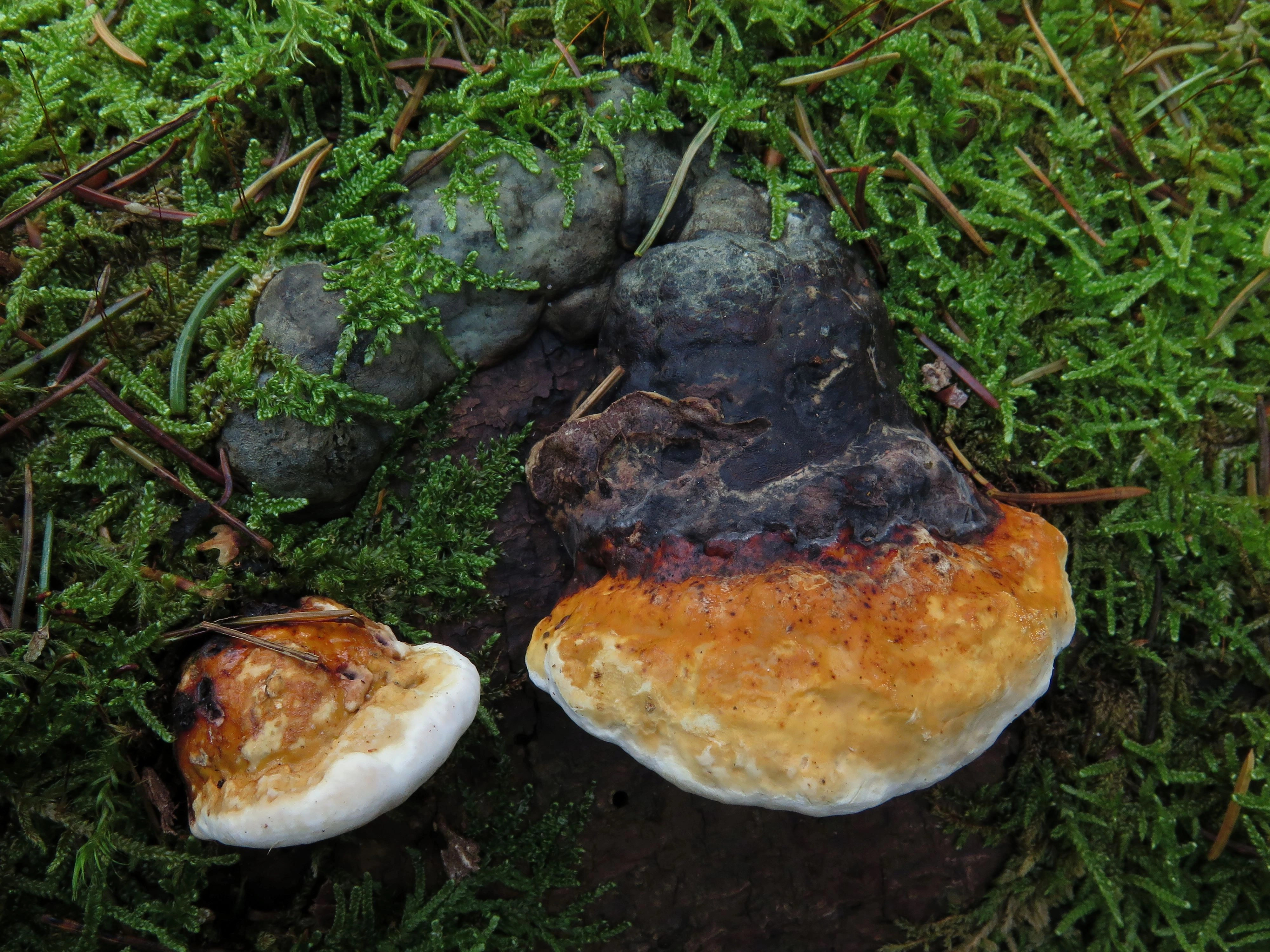 : Fomitopsis pinicola.