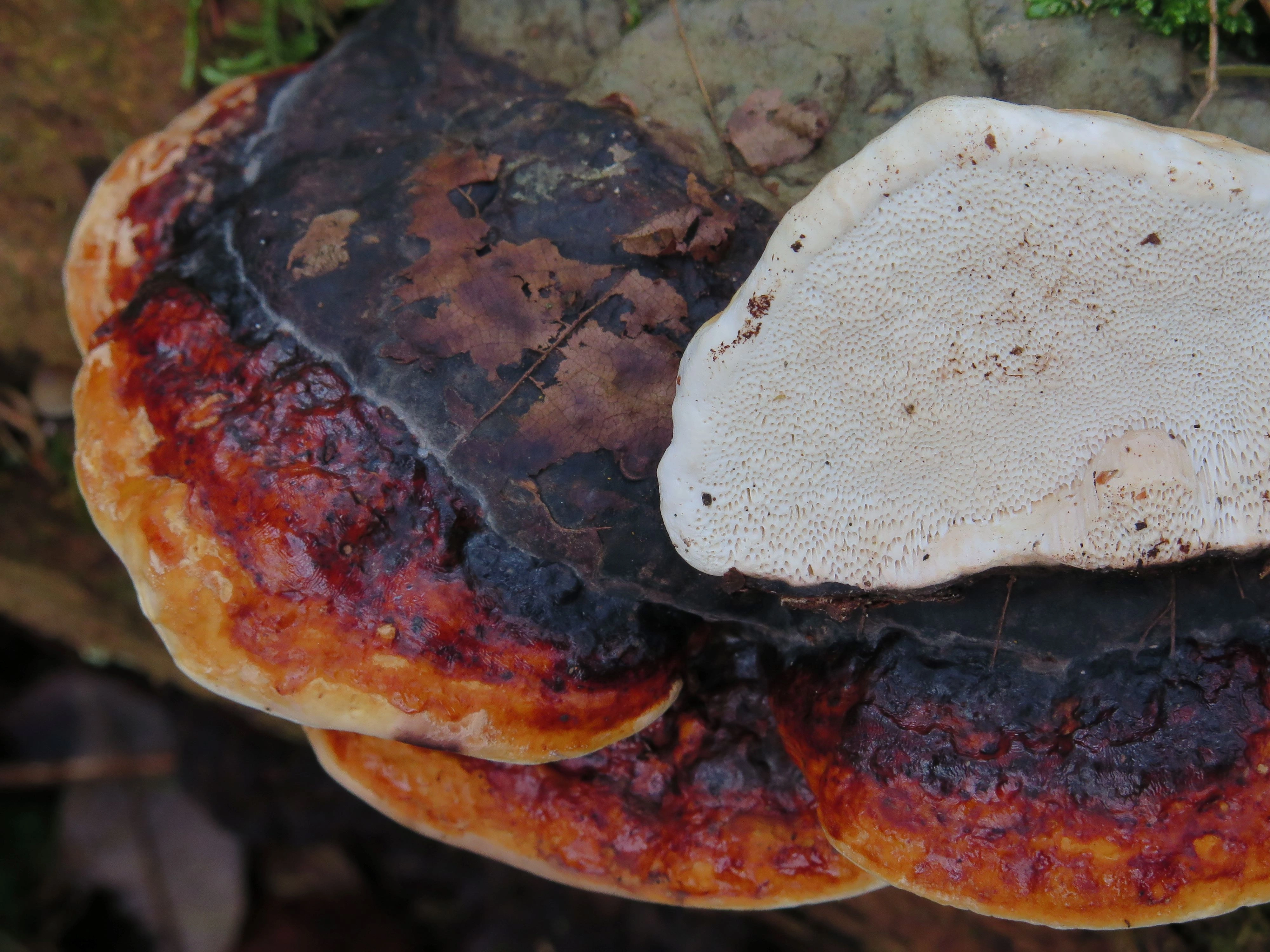 : Fomitopsis pinicola.