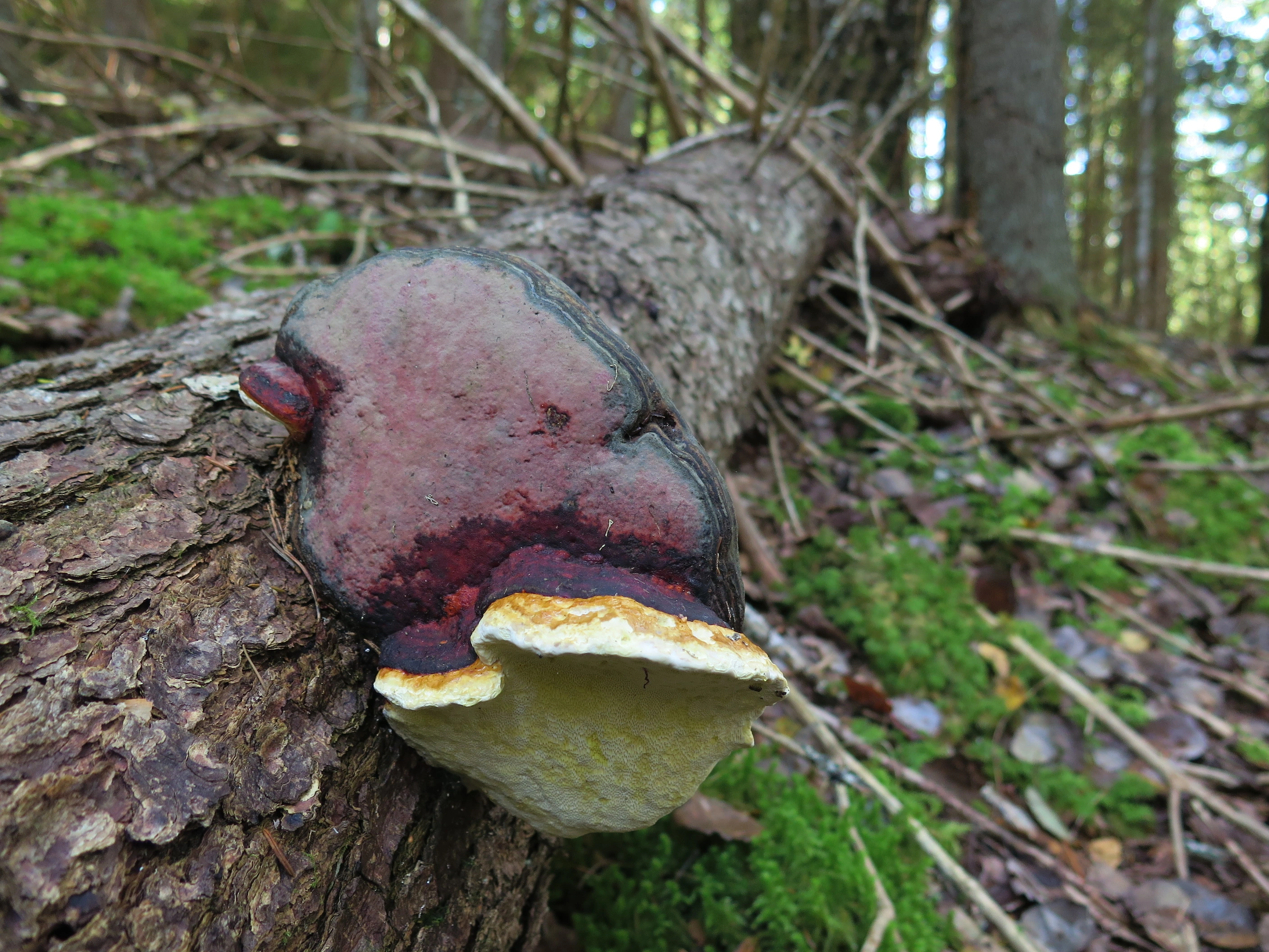 : Fomitopsis pinicola.