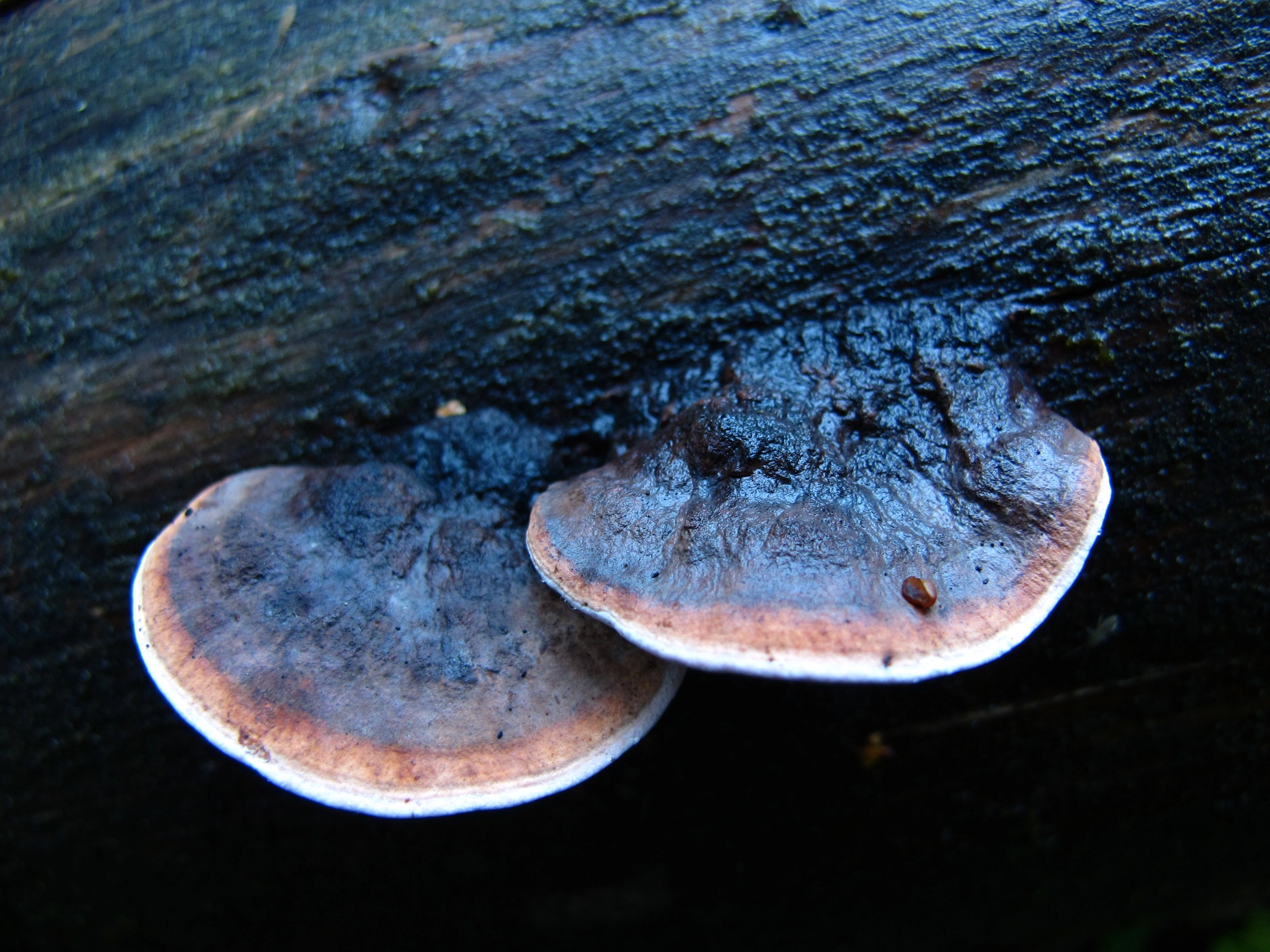 : Fomitopsis rosea.