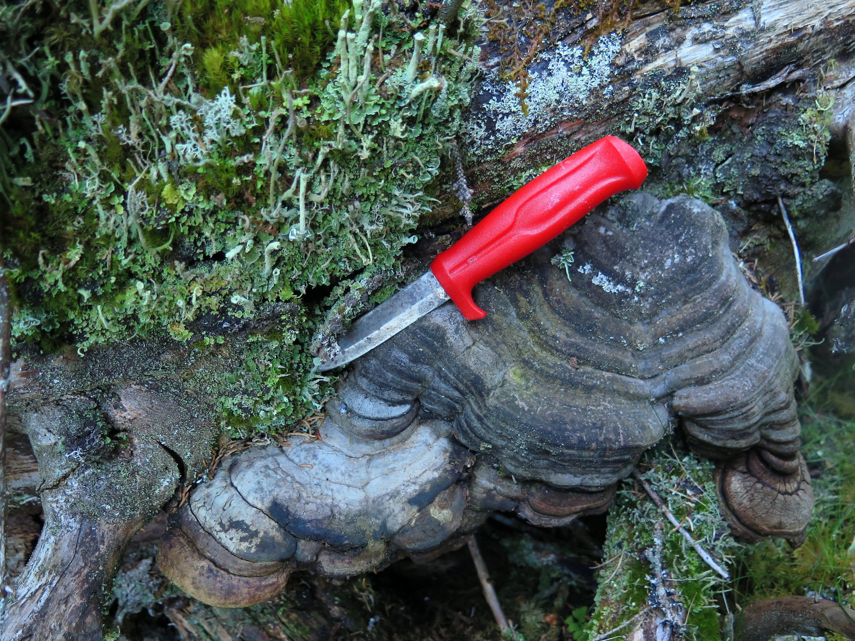 : Fomitopsis rosea.