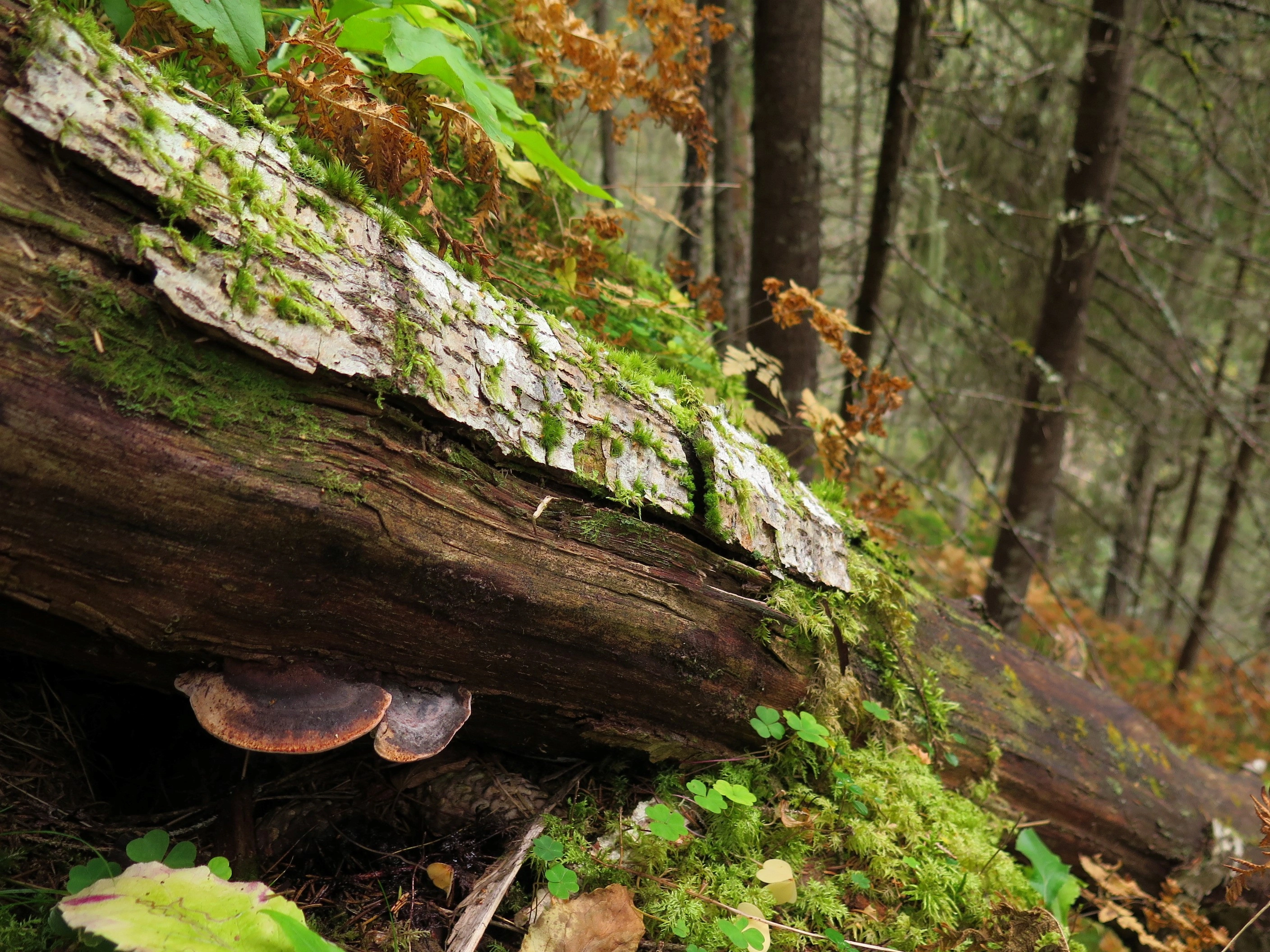 : Fomitopsis rosea.