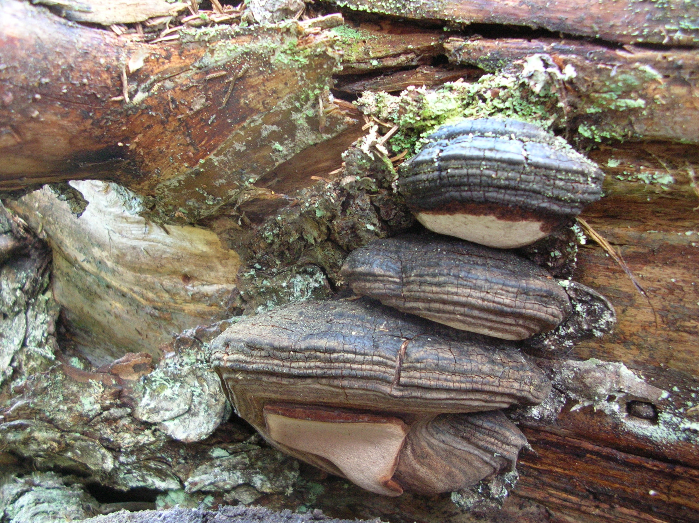 : Fomitopsis rosea.