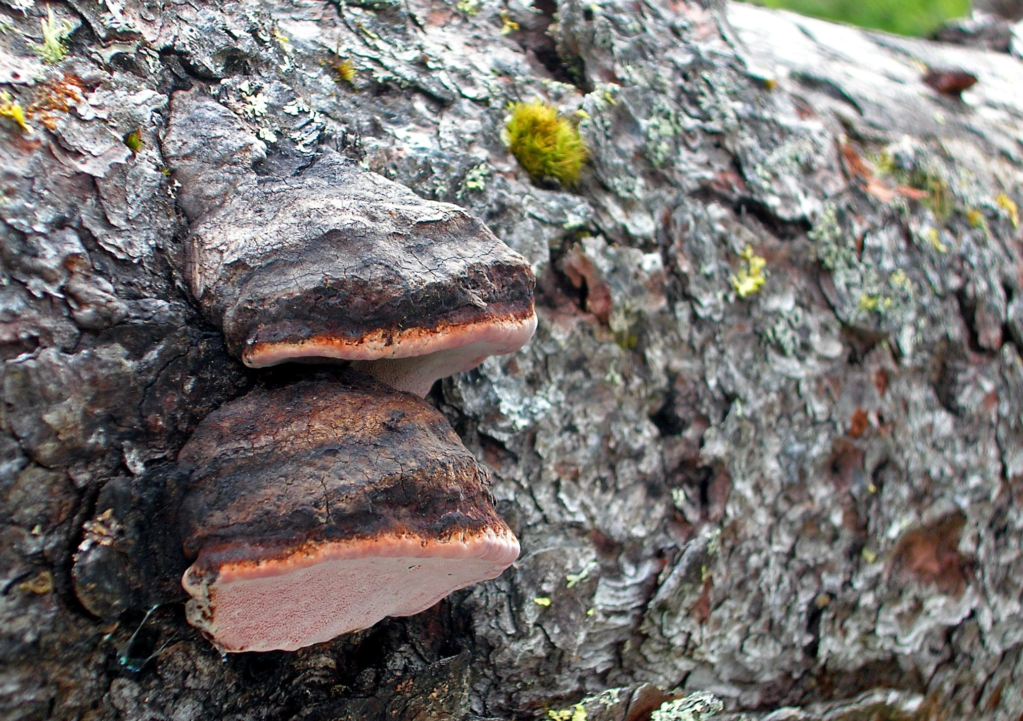 : Fomitopsis rosea.