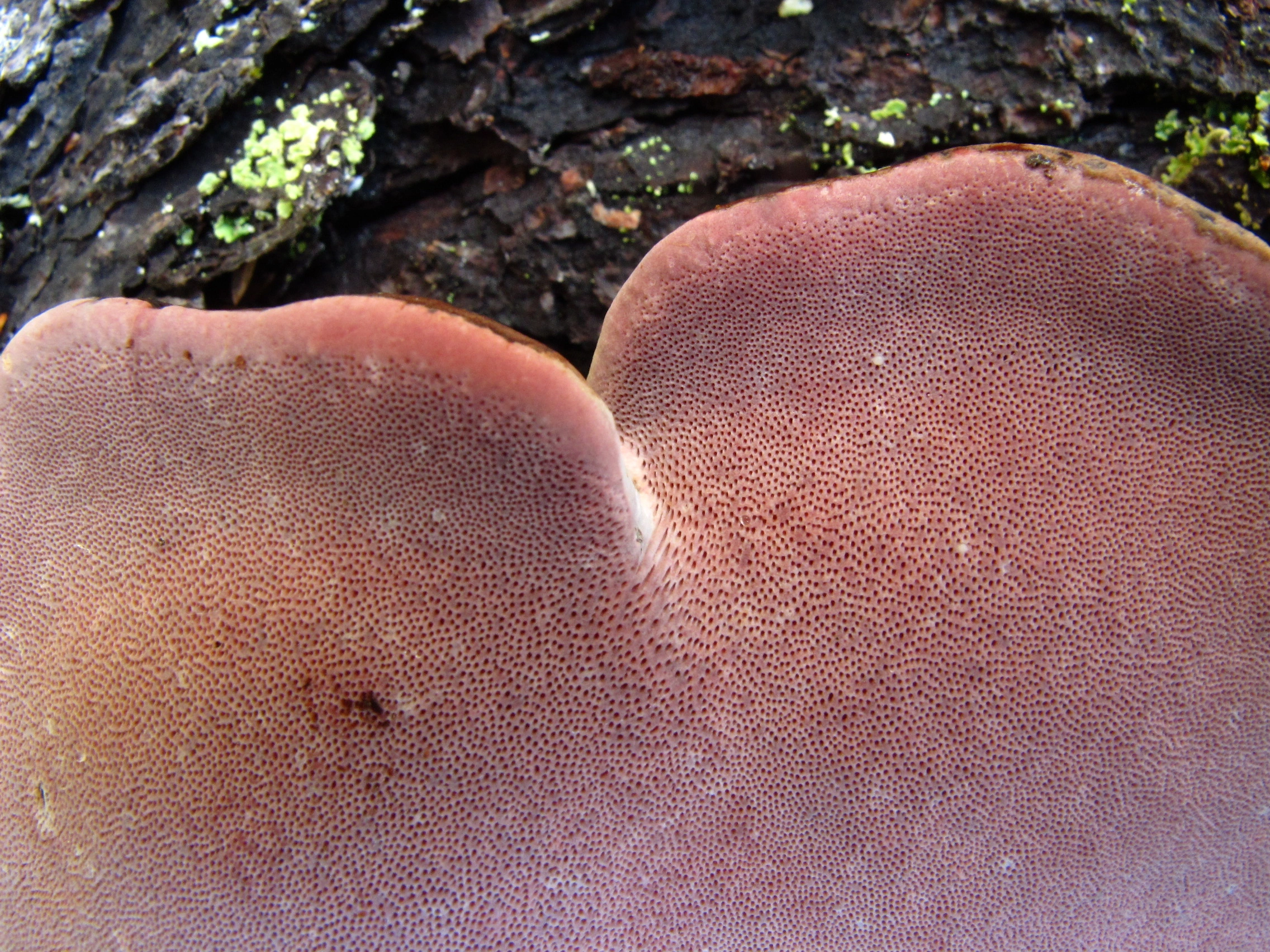 : Fomitopsis rosea.