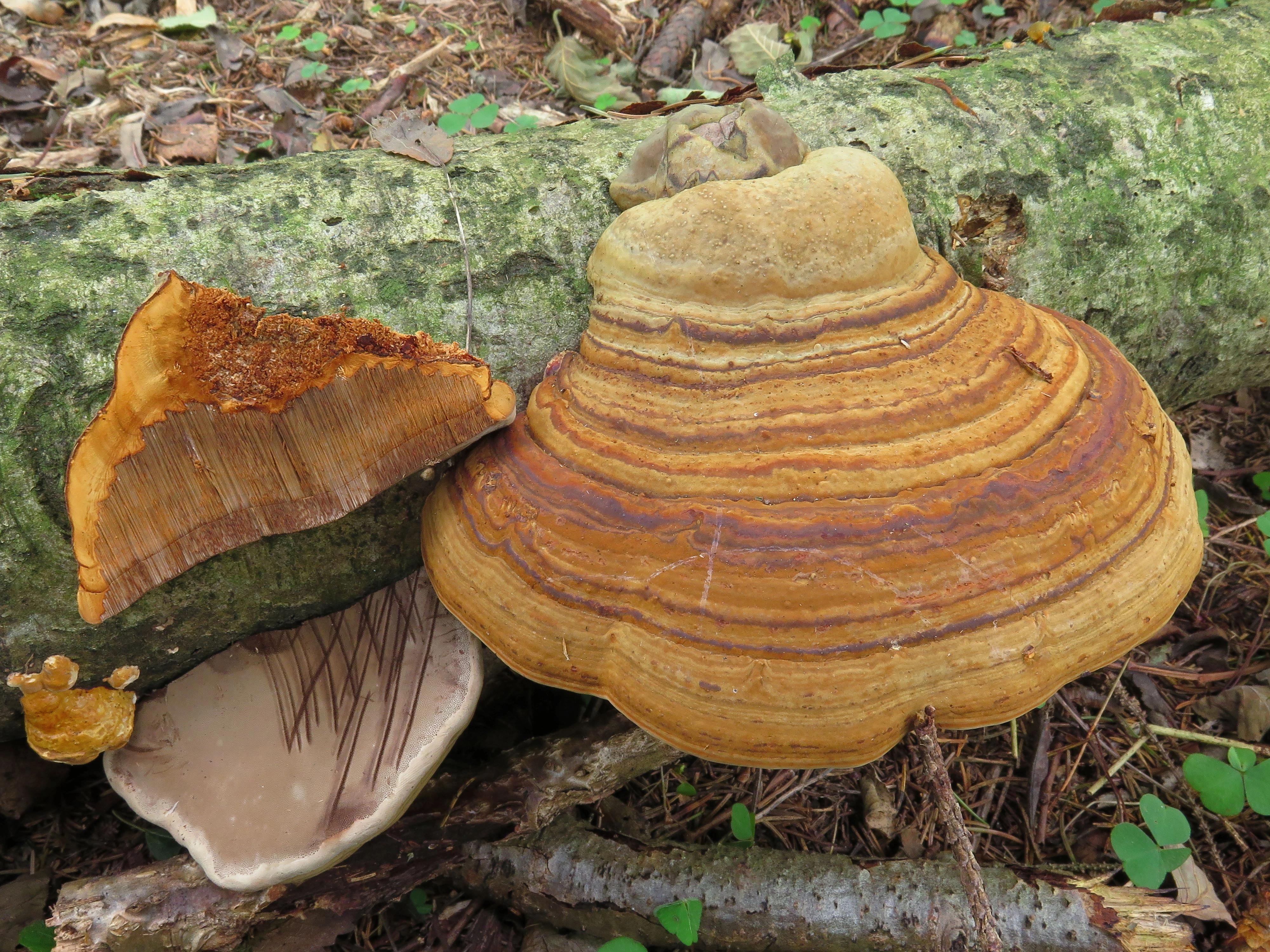 : Ganoderma applanatum.