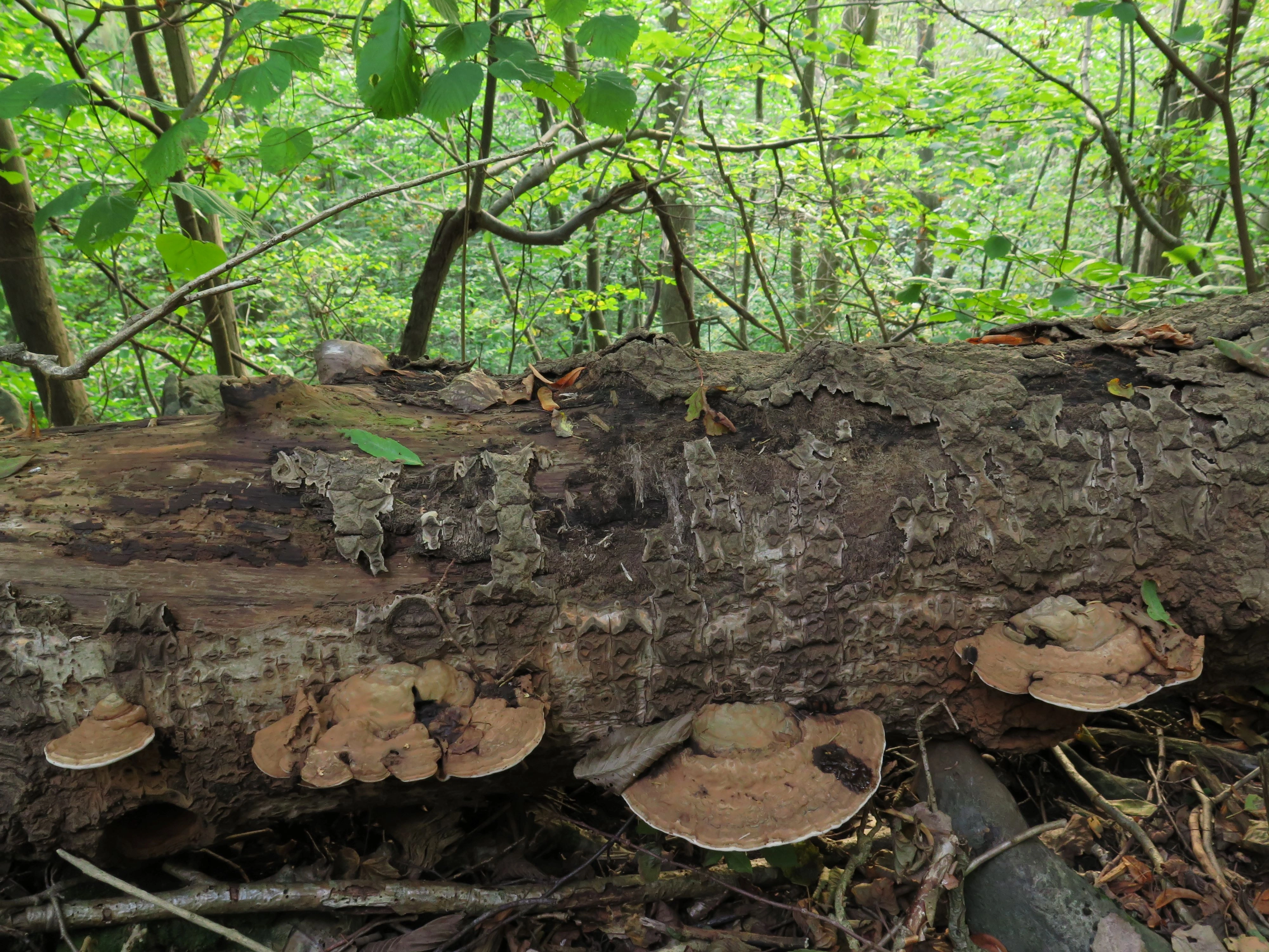 : Ganoderma applanatum.