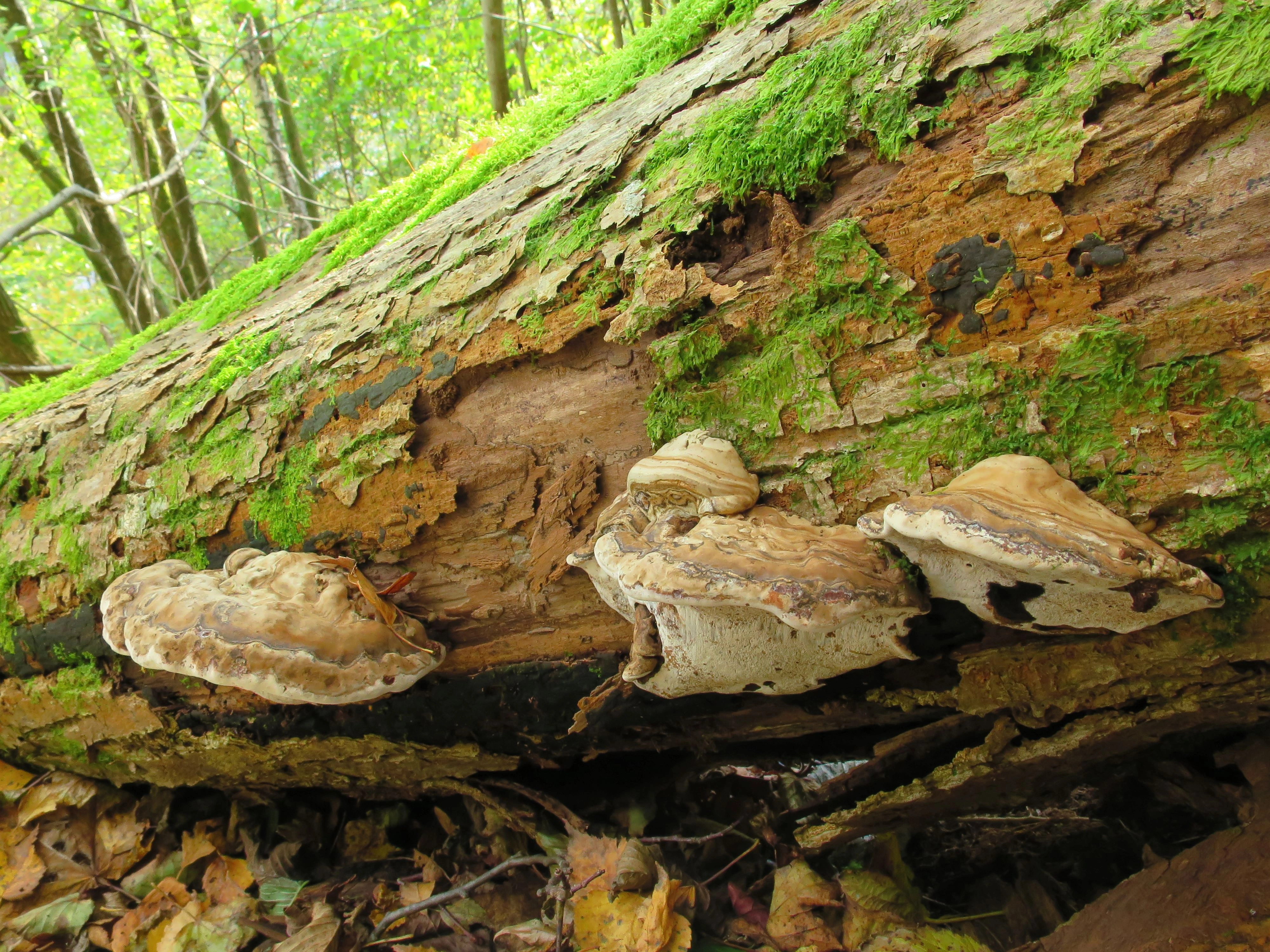 : Ganoderma applanatum.