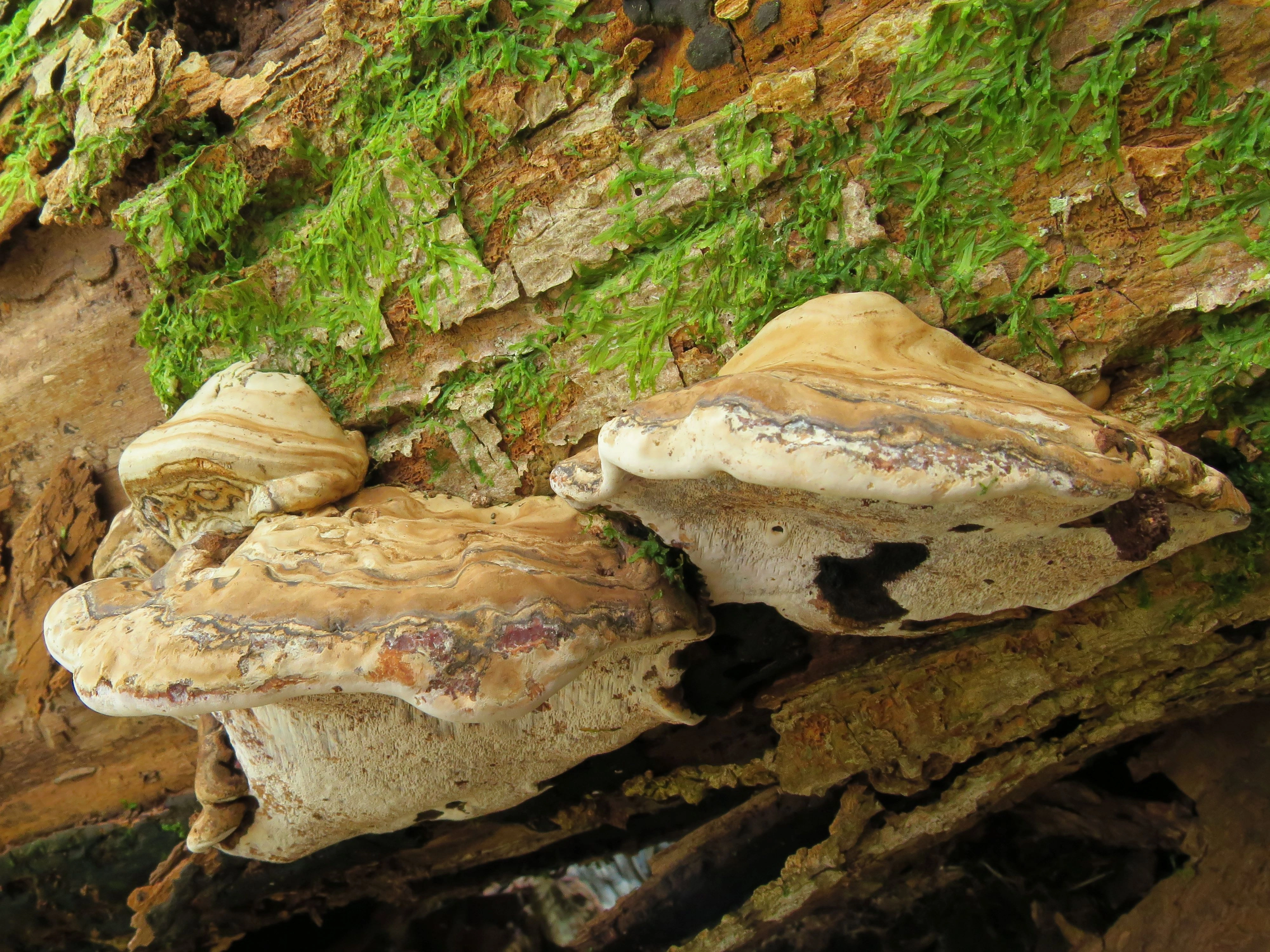 : Ganoderma applanatum.