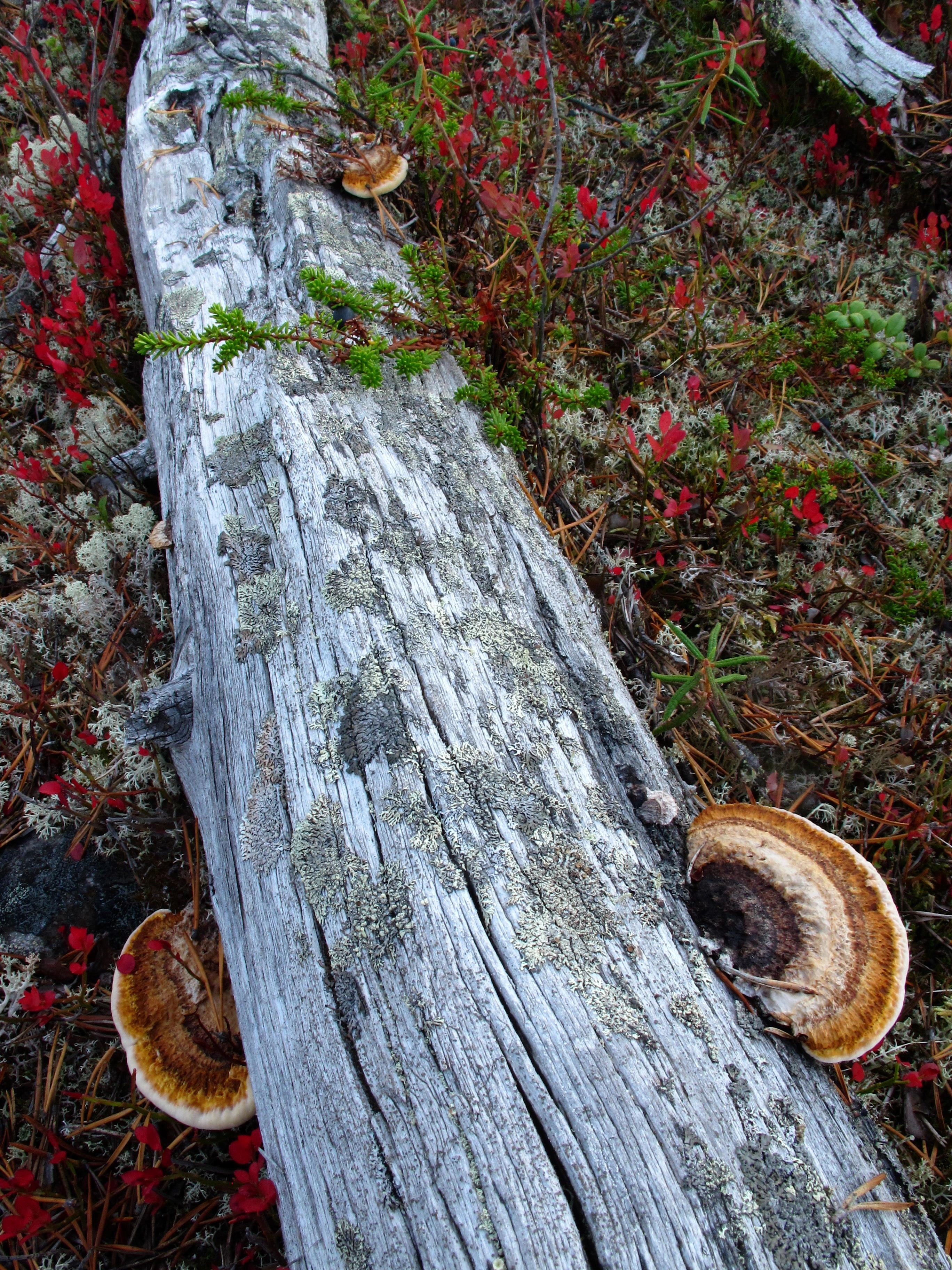 : Gloeophyllum protractum.