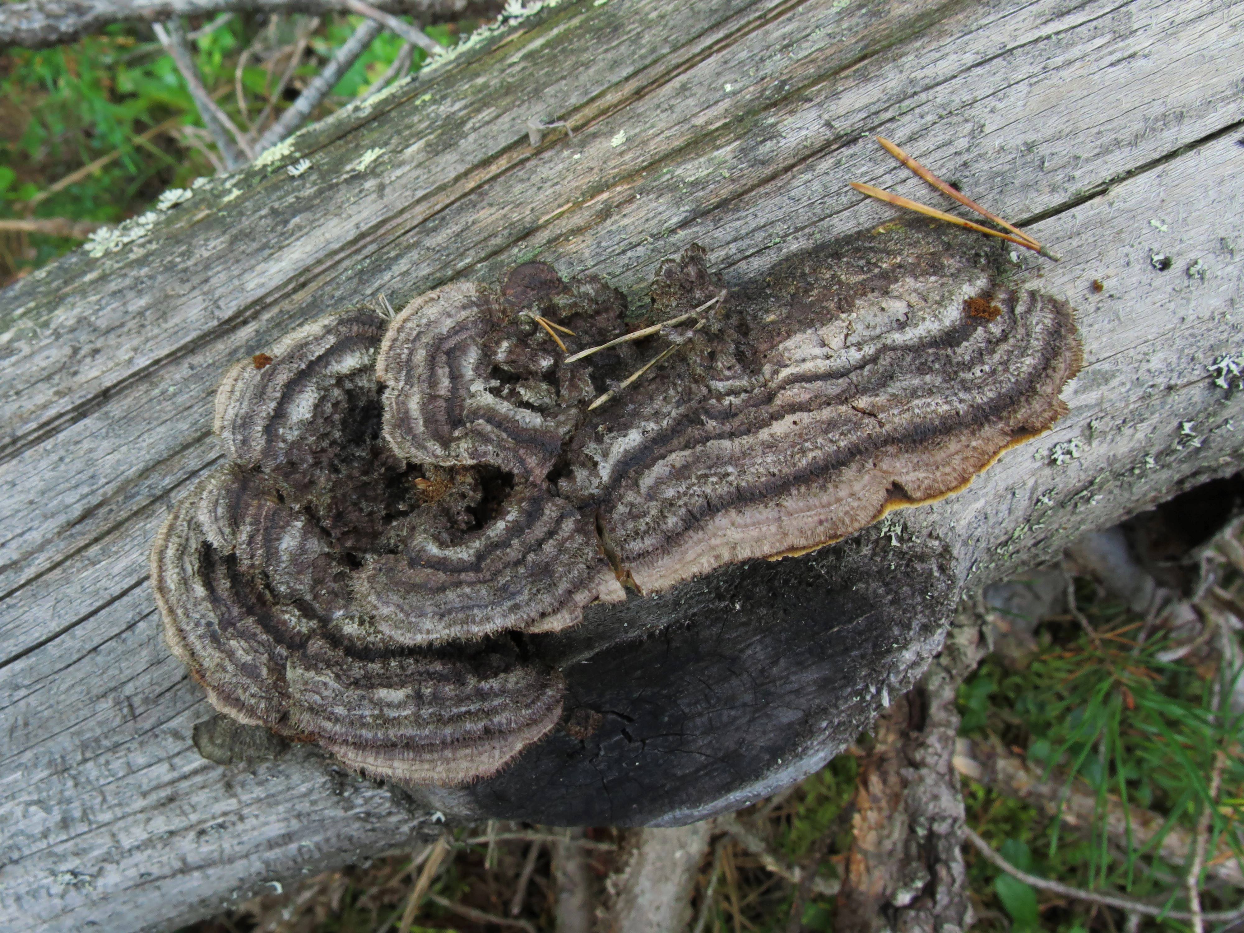 : Gloeophyllum sepiarium.