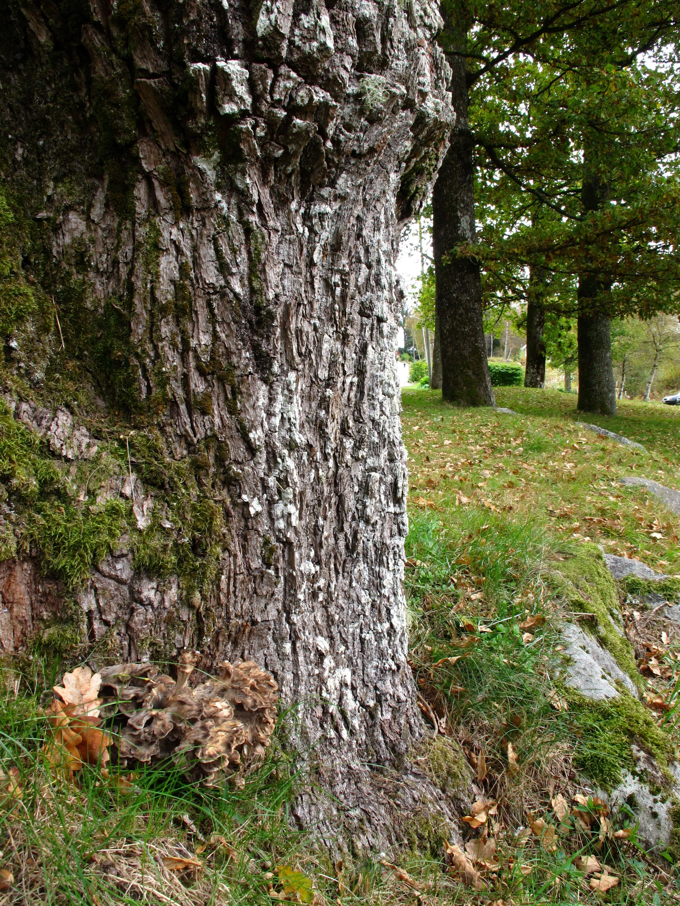 : Grifola frondosa.