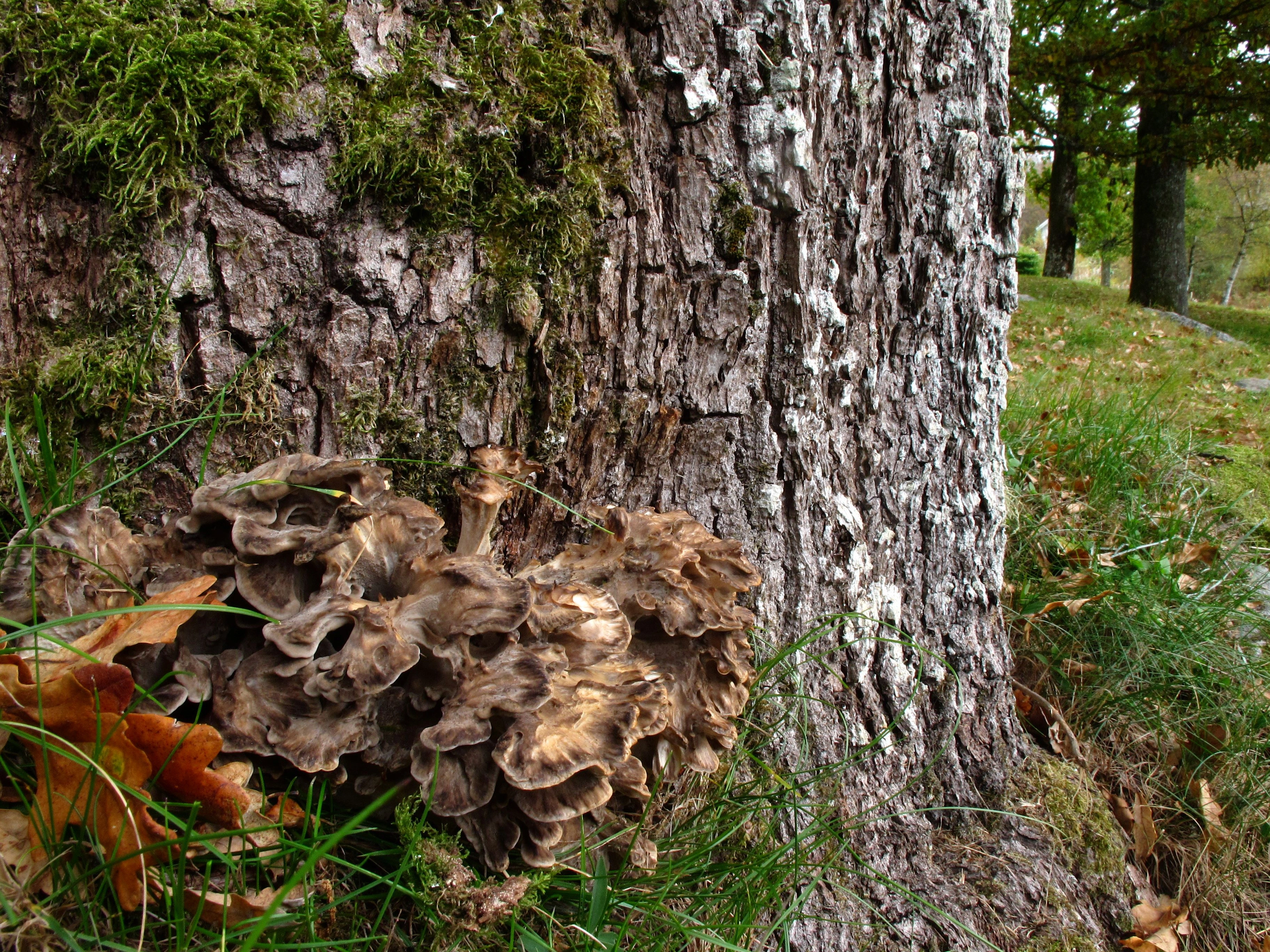 : Grifola frondosa.