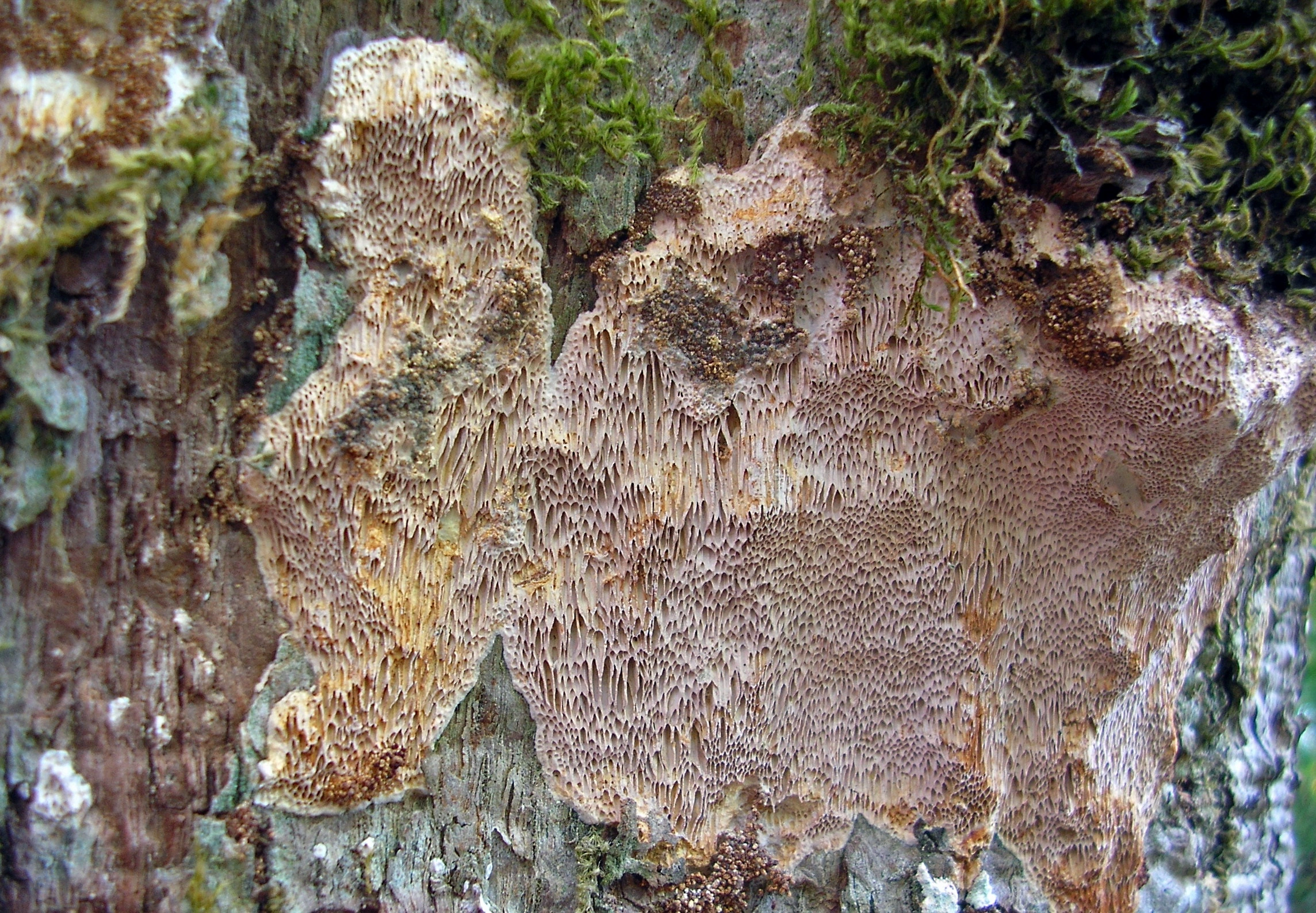 : Haploporus tuberculosus.