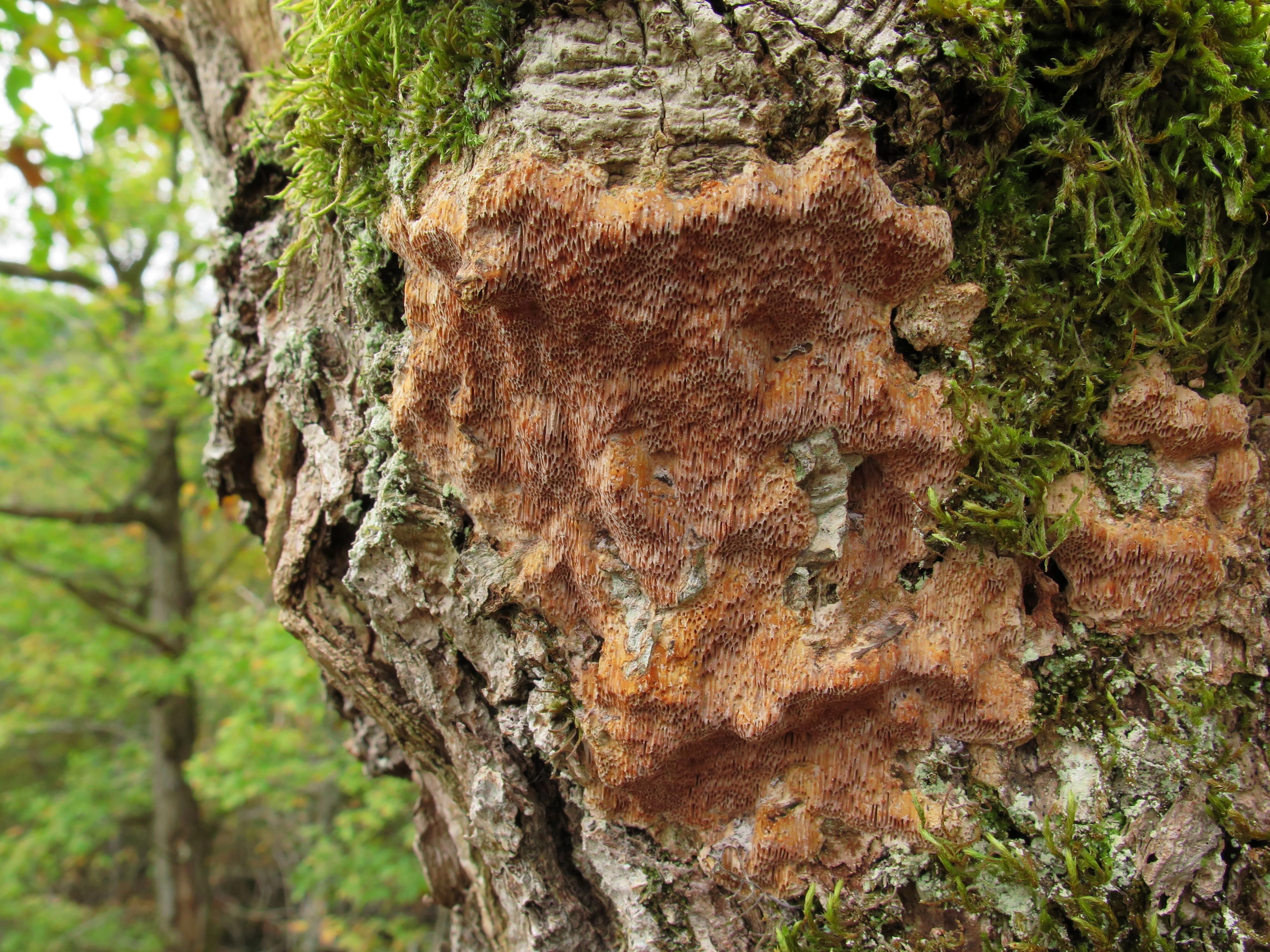 : Haploporus tuberculosus.