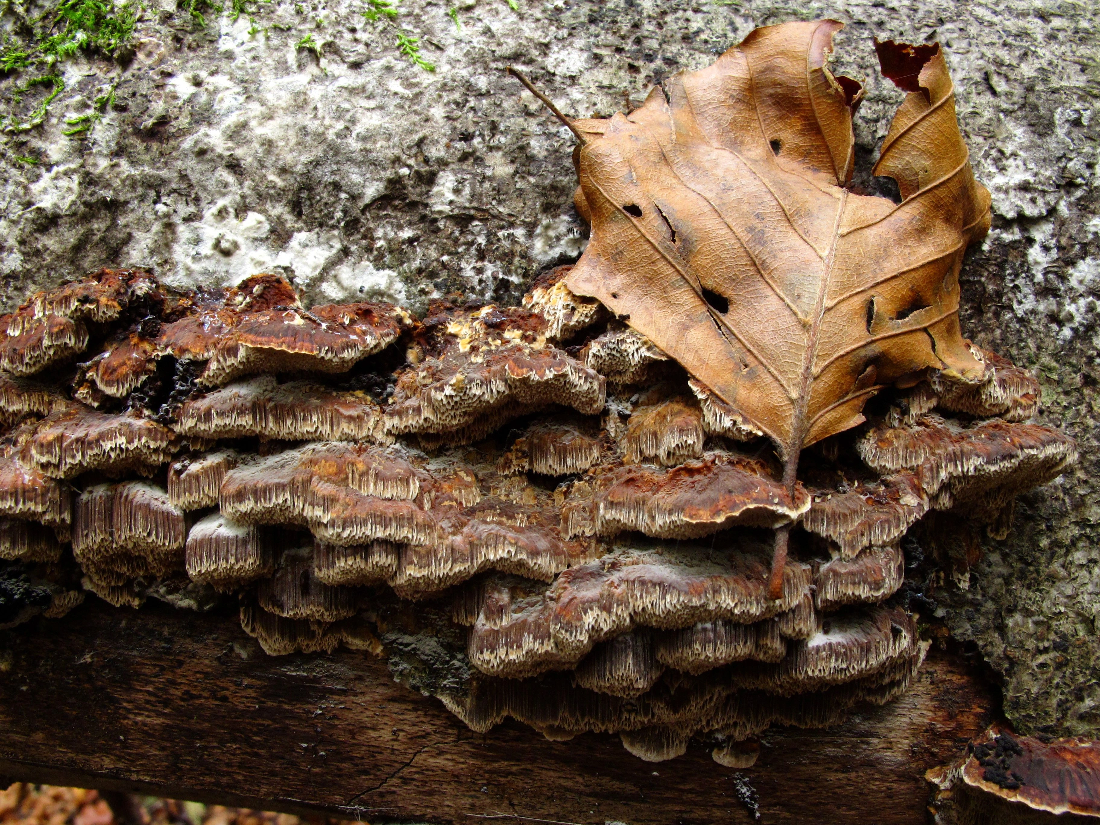 : Inonotus nodulosus.