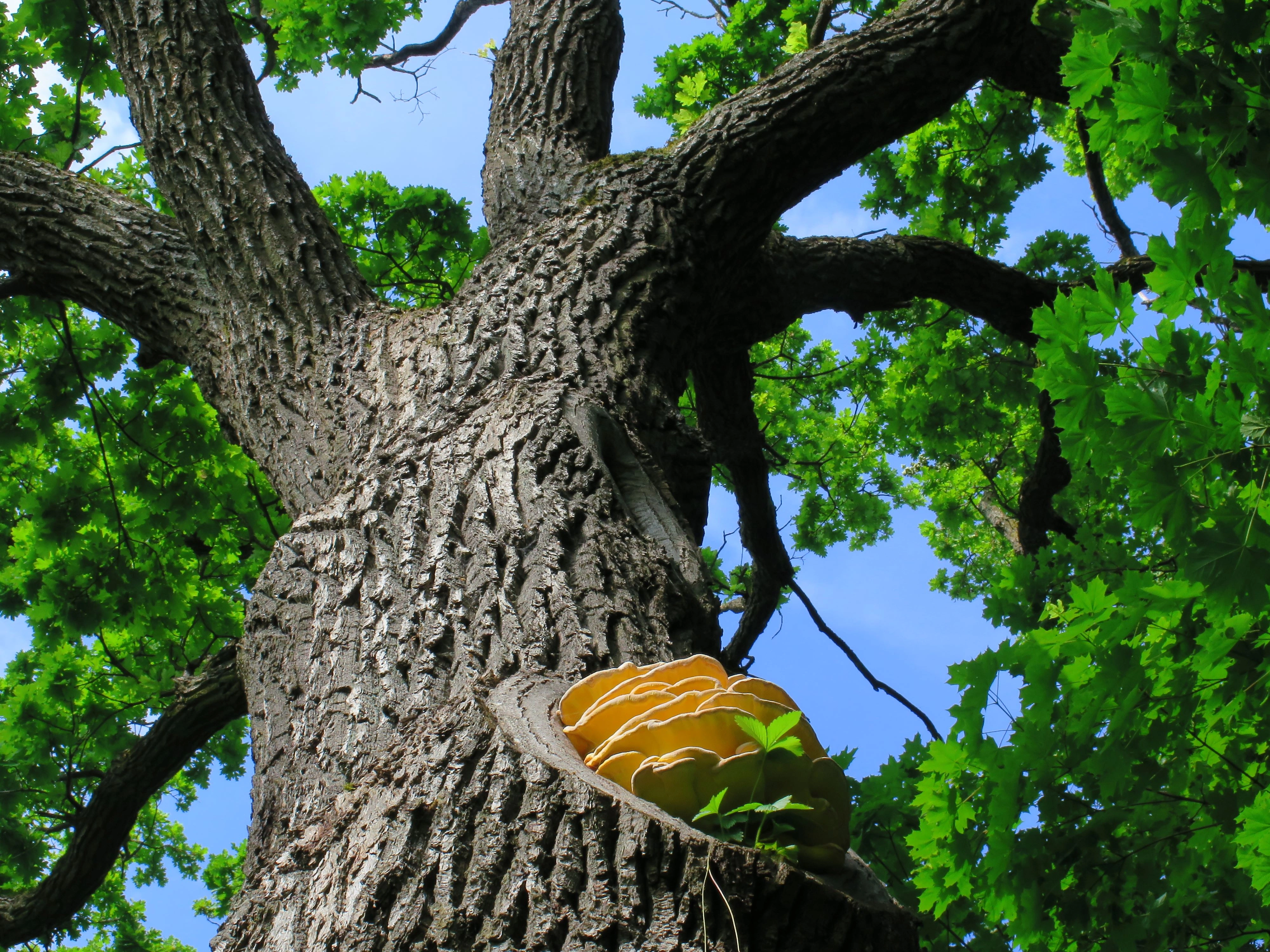 : Laetiporus sulphureus.