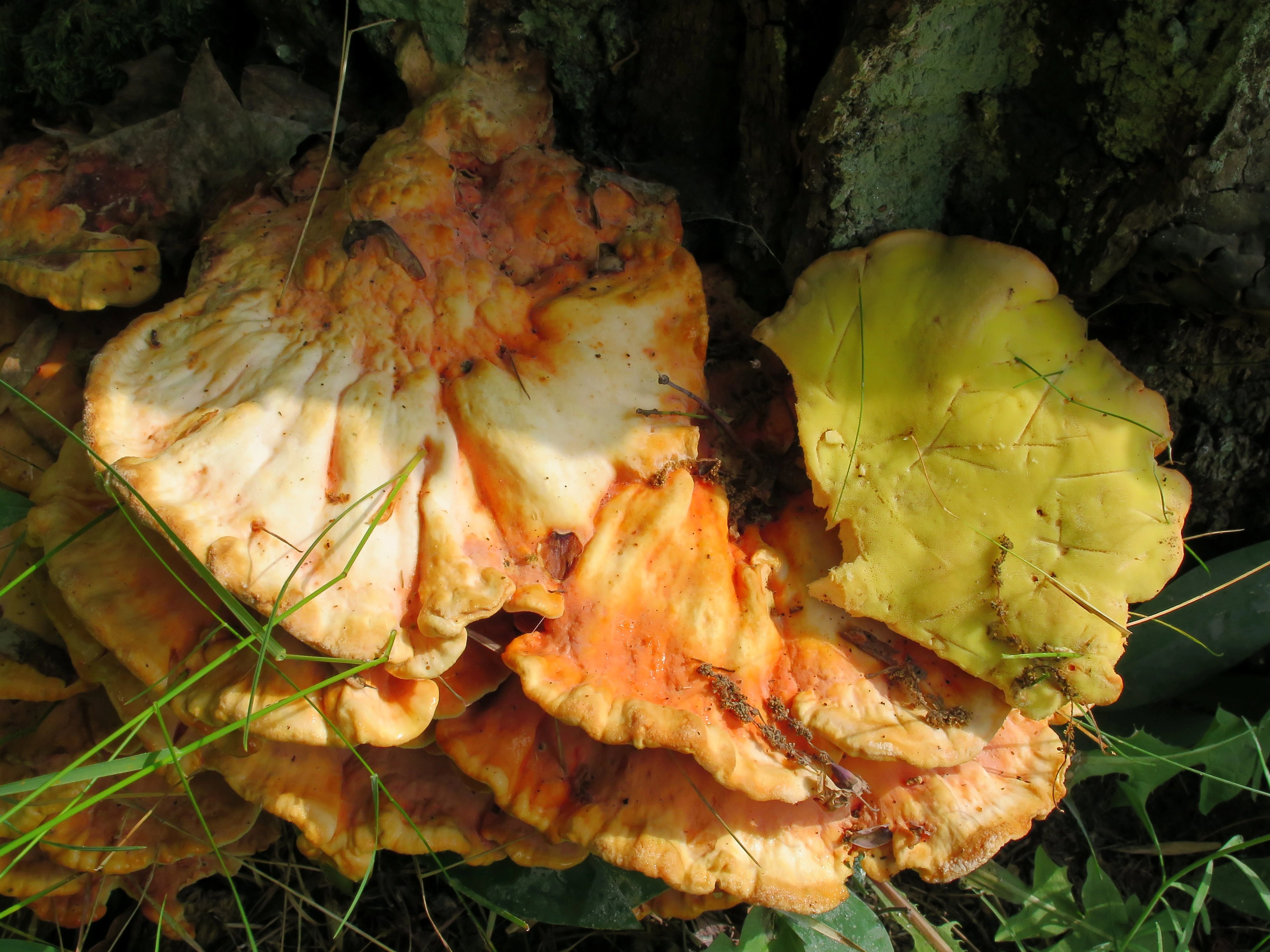 : Laetiporus sulphureus.