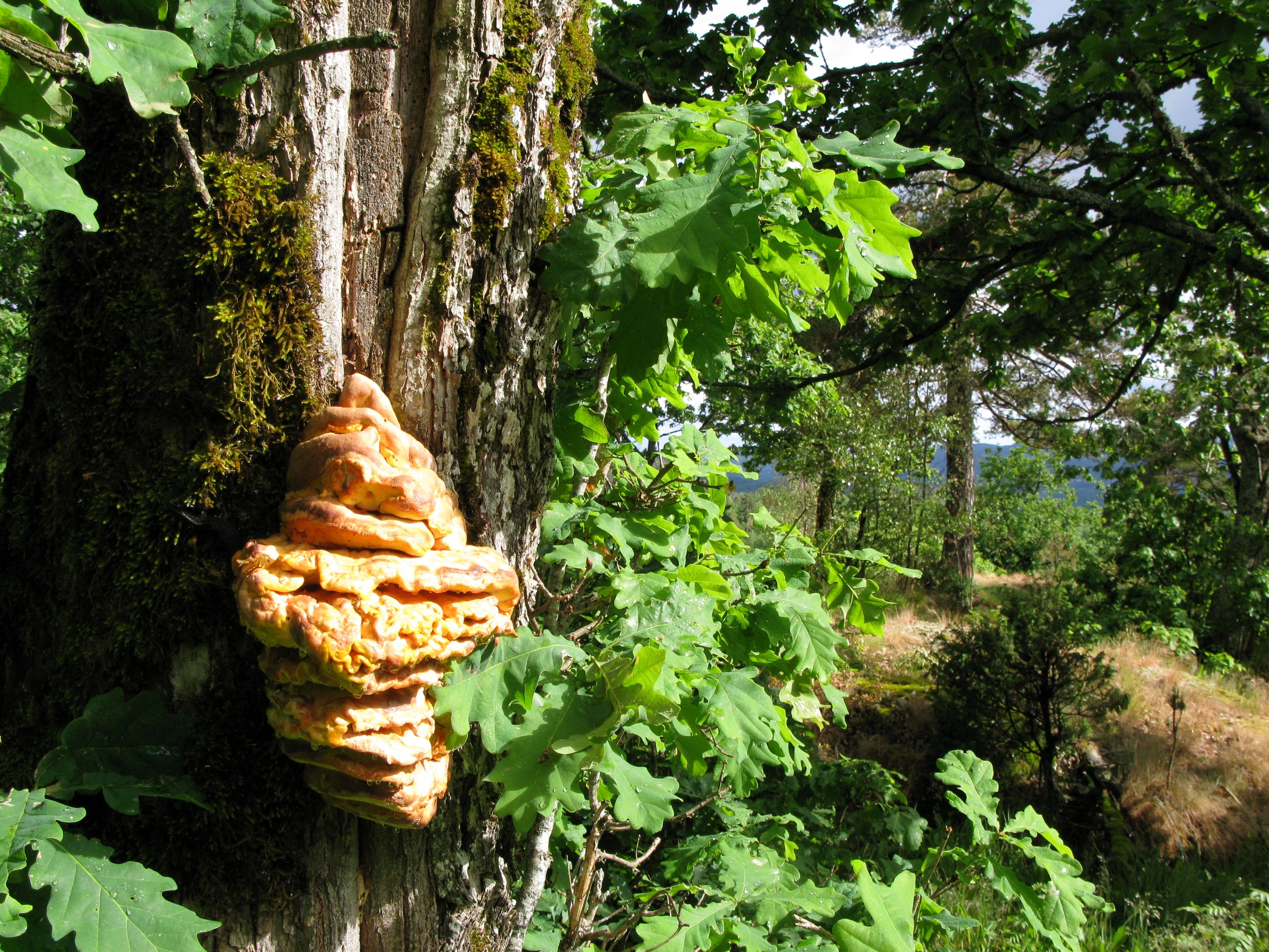 : Laetiporus sulphureus.